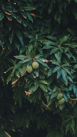 Mangoo tree