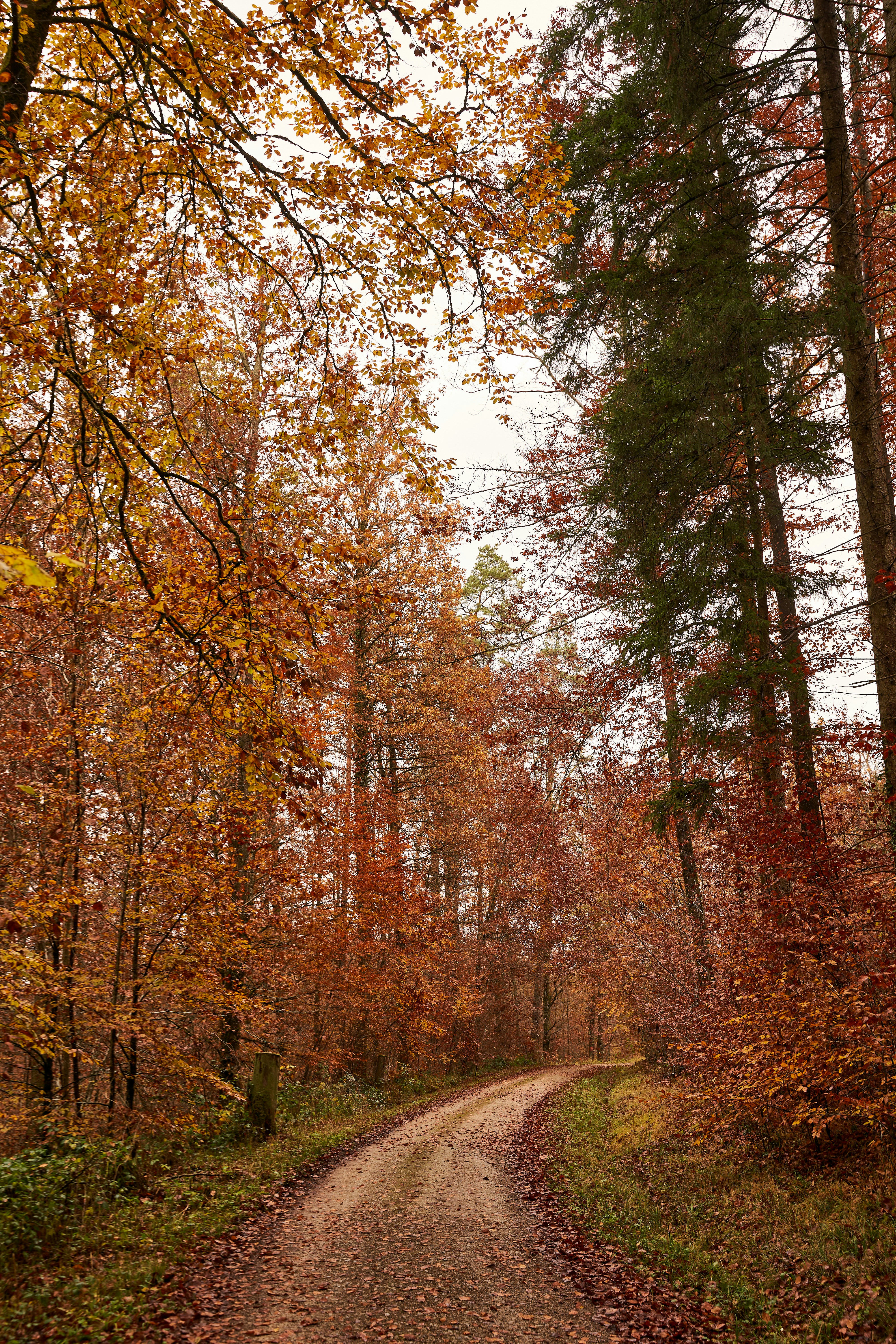 Photo by wolfgang_hasselmann