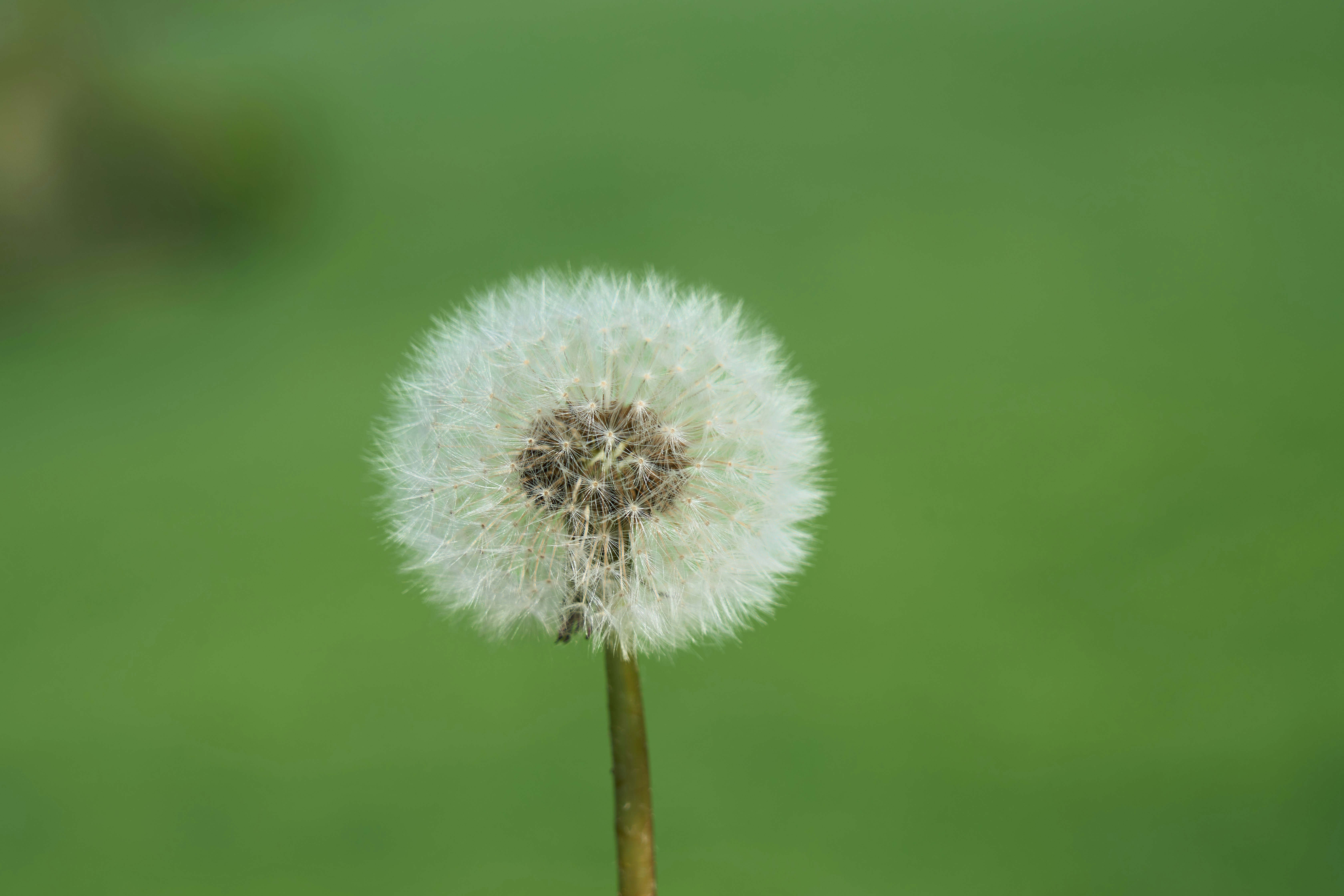 Photo by wolfgang_hasselmann