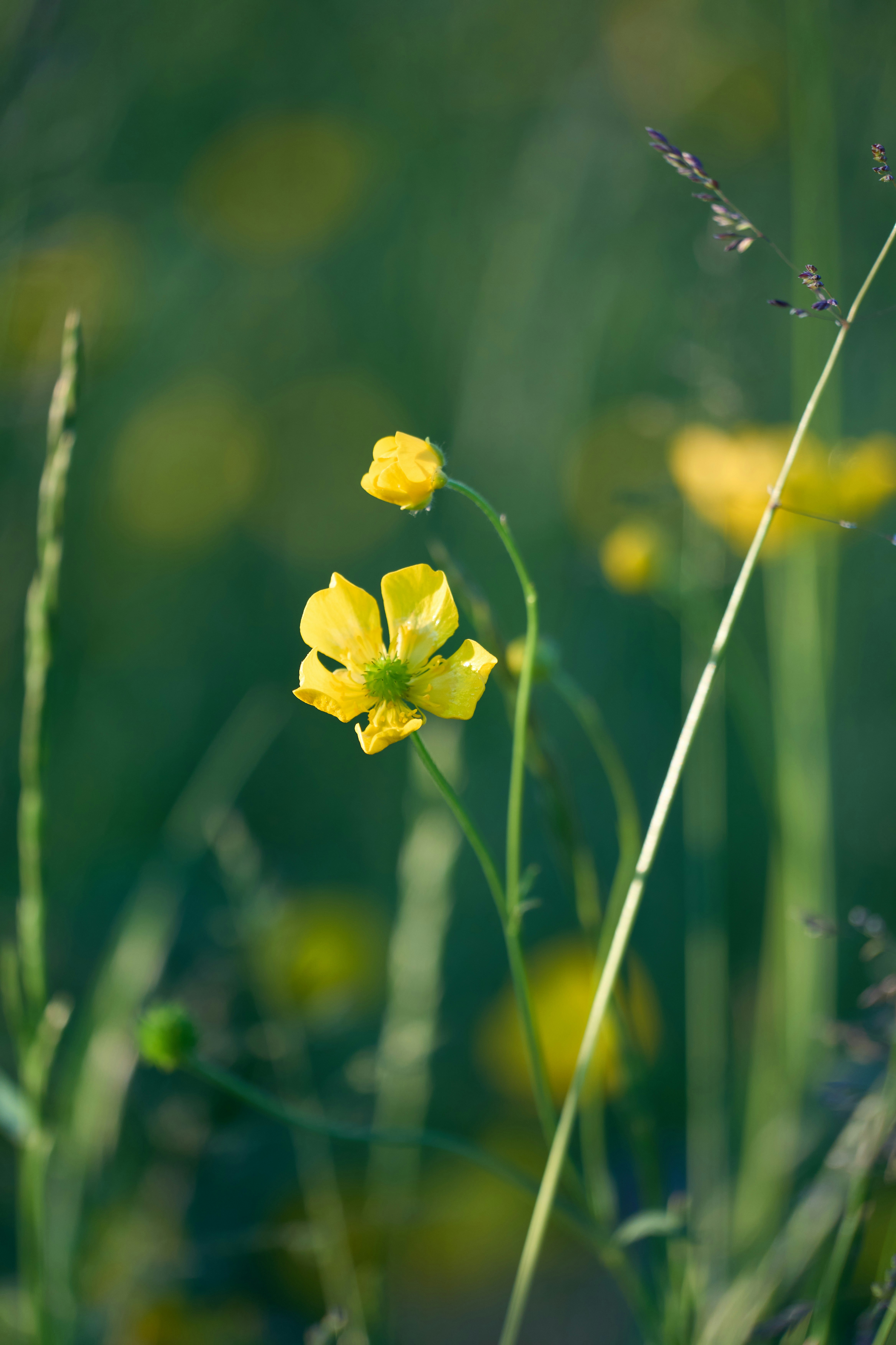 Photo by wolfgang_hasselmann