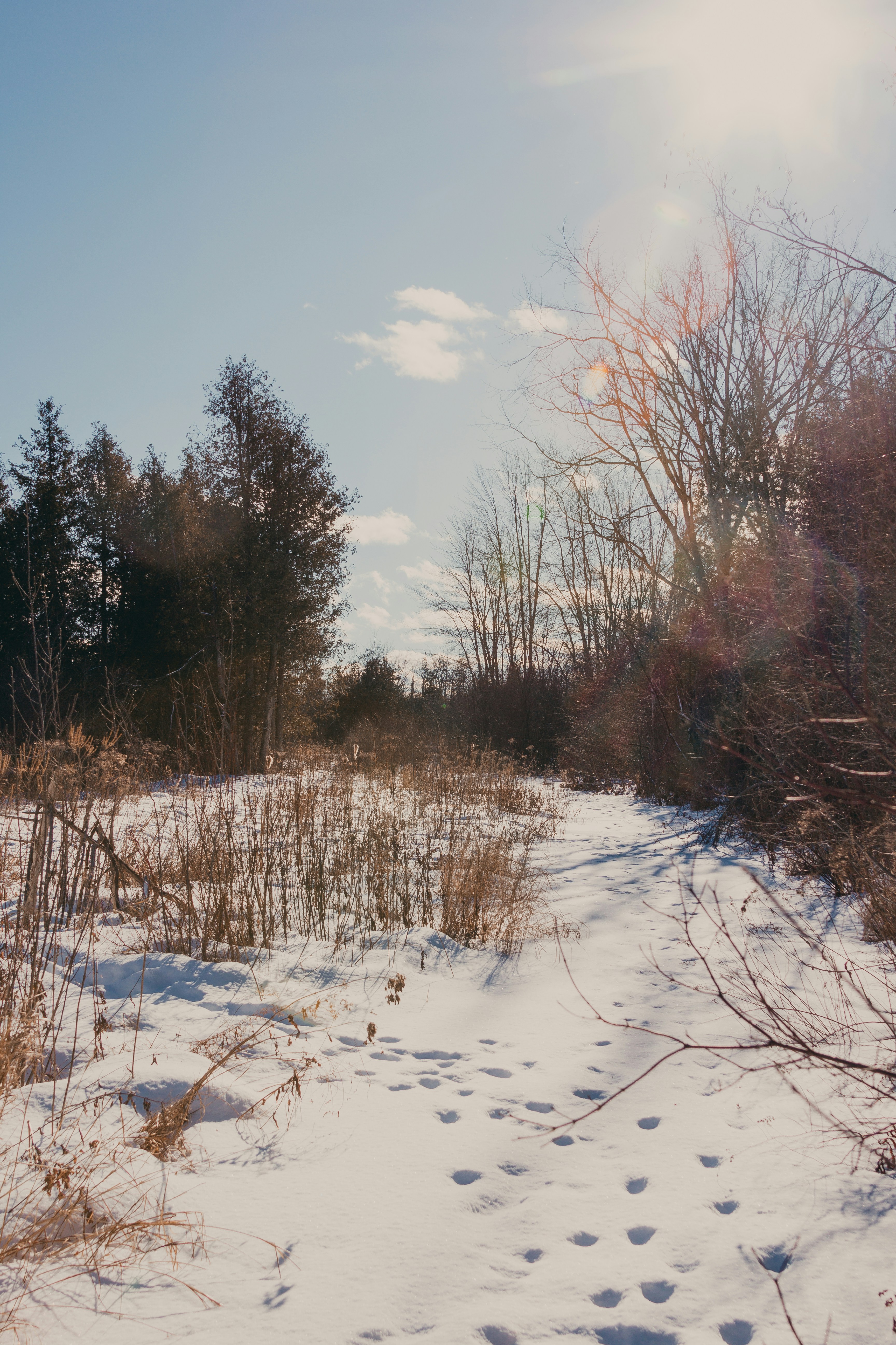 A path through a snow covered field with trees in the background