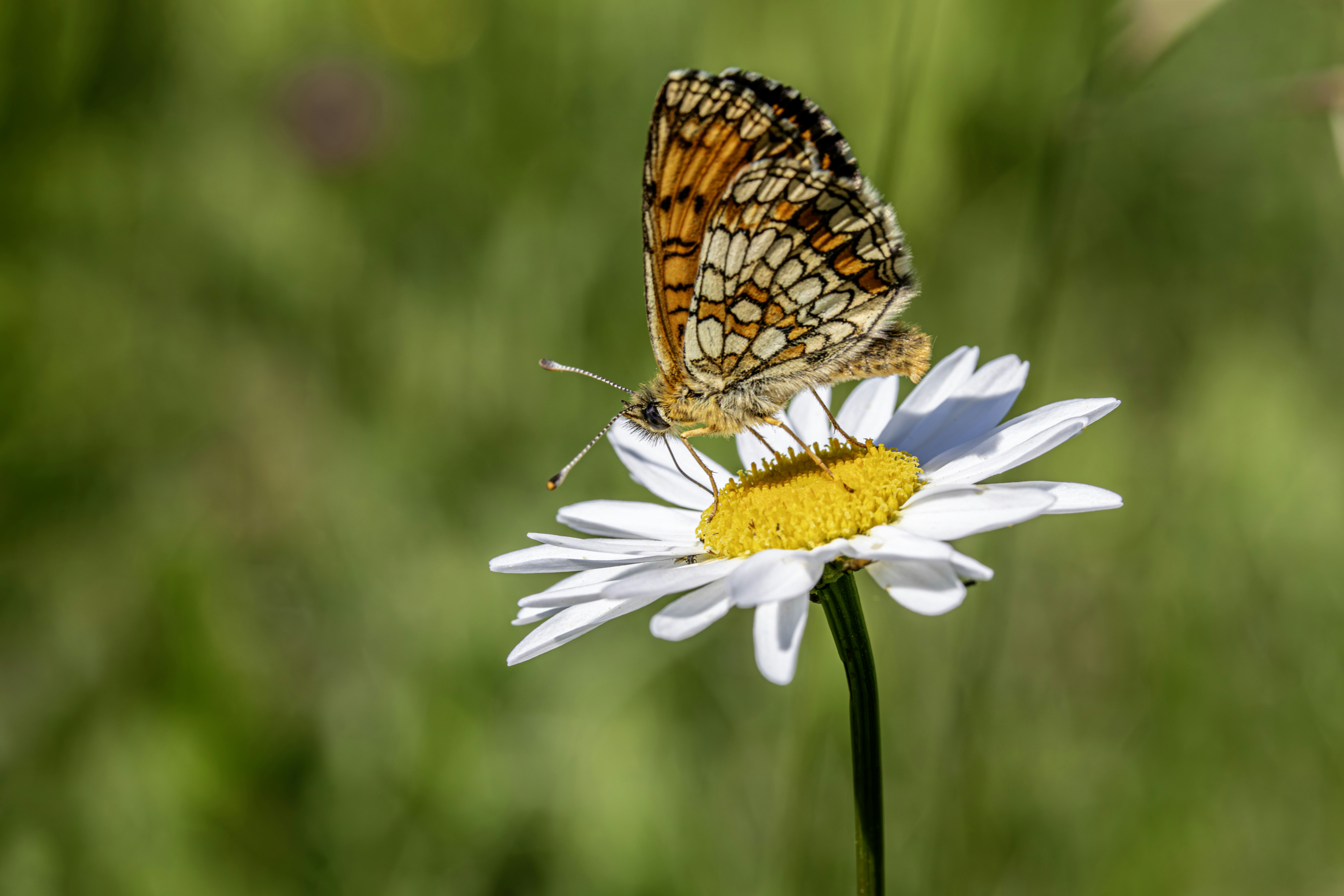 Photo by erik_karits