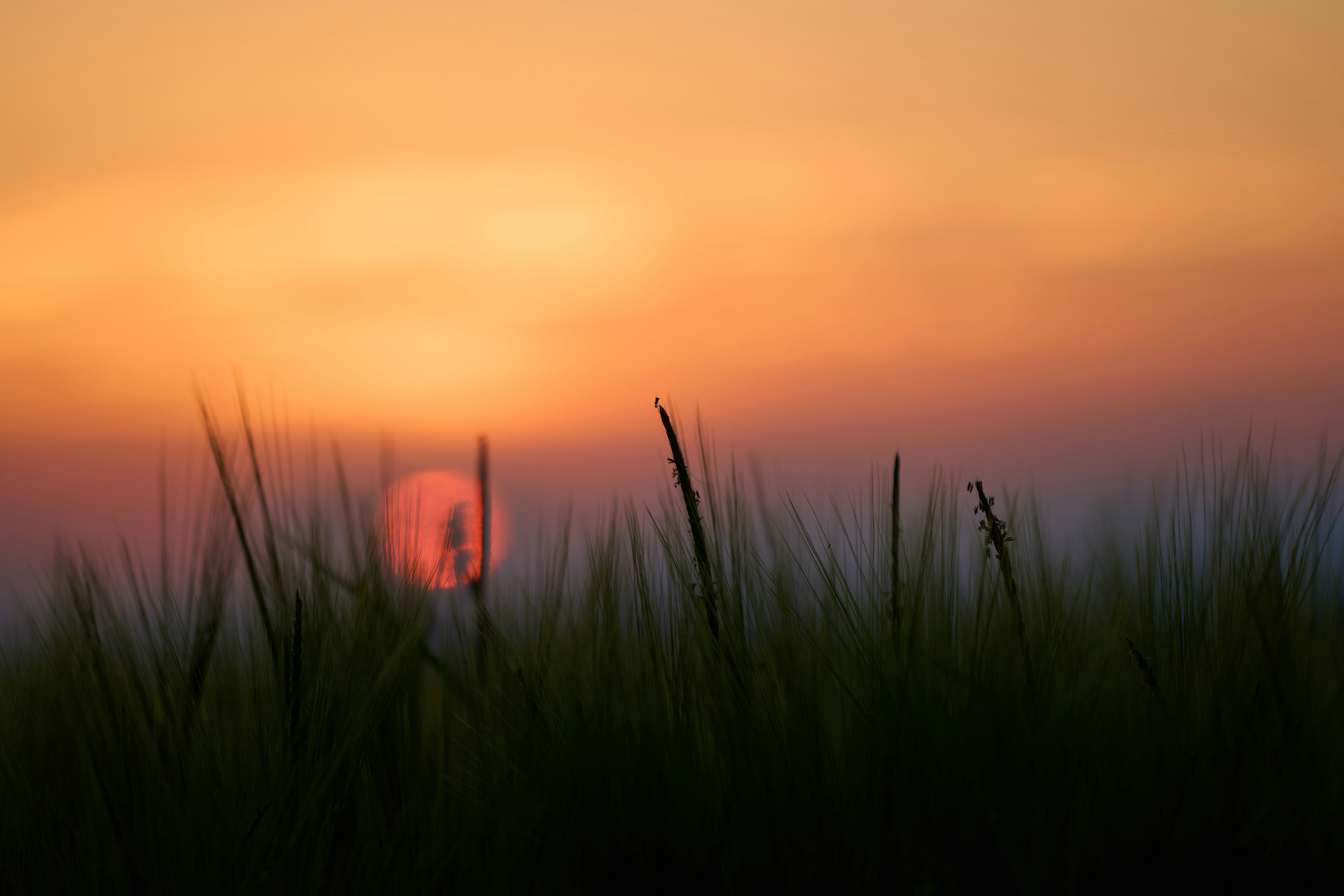 Photo by wolfgang_hasselmann