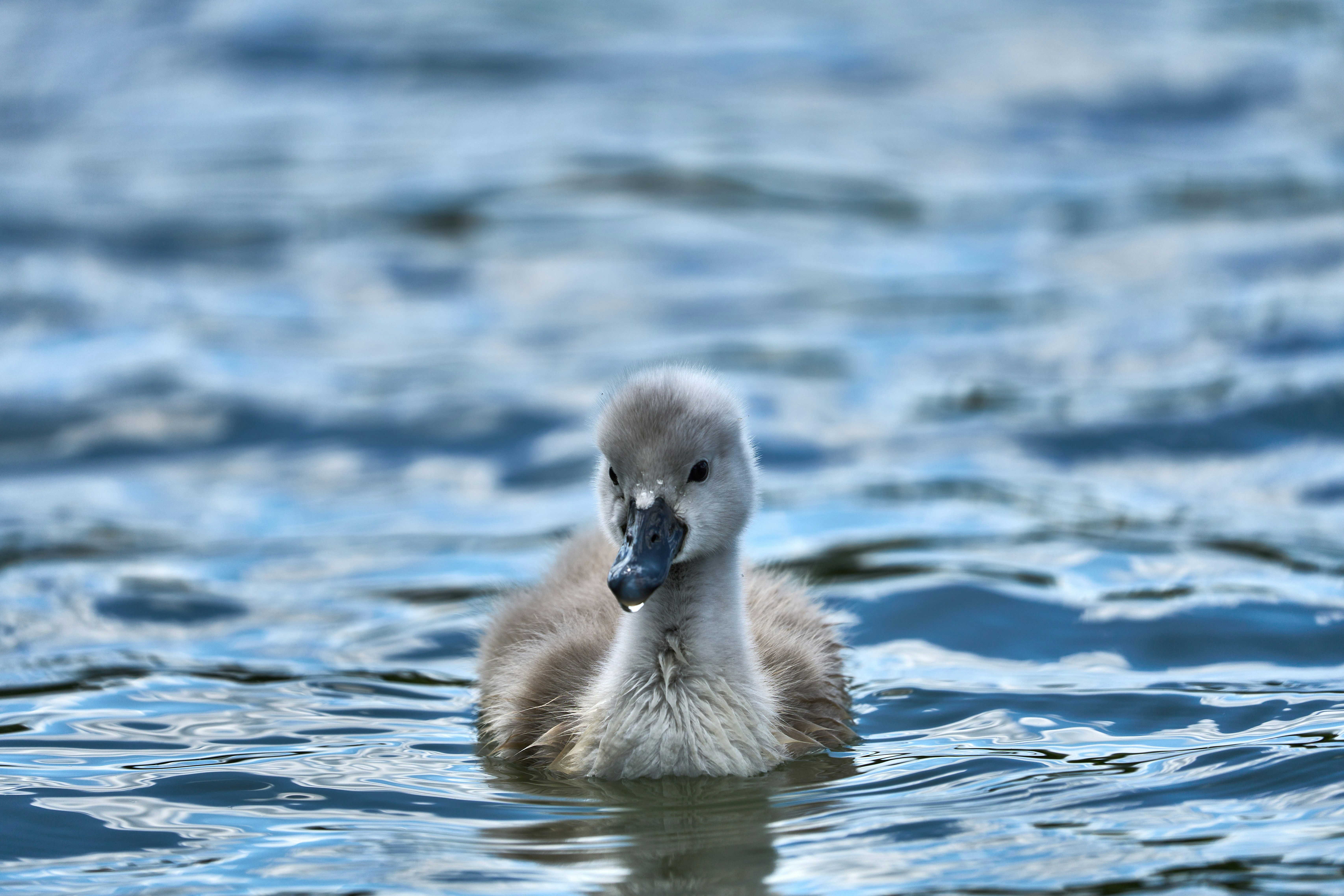 Photo by wolfgang_hasselmann