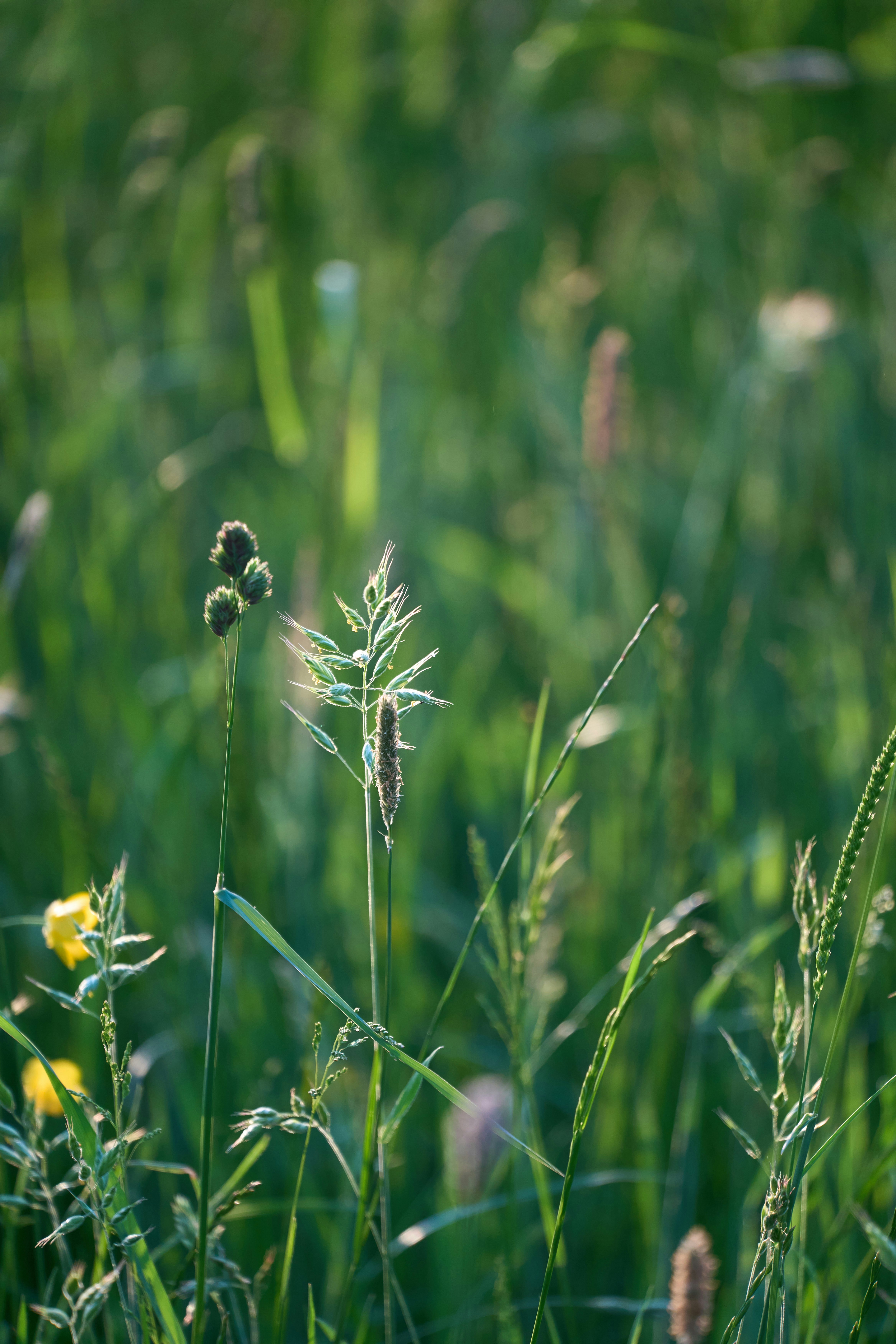 Photo by wolfgang_hasselmann