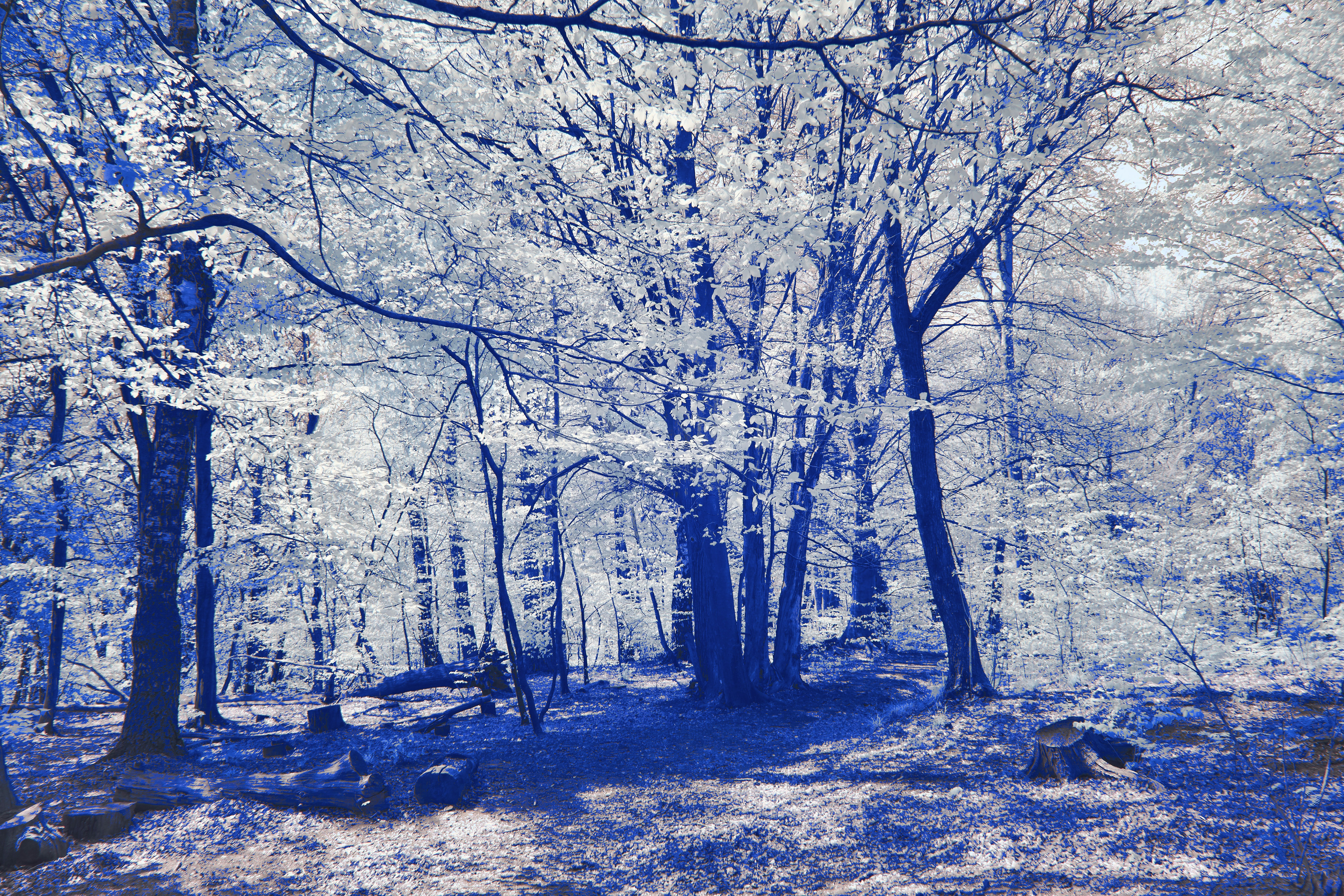 Photo by wolfgang_hasselmann