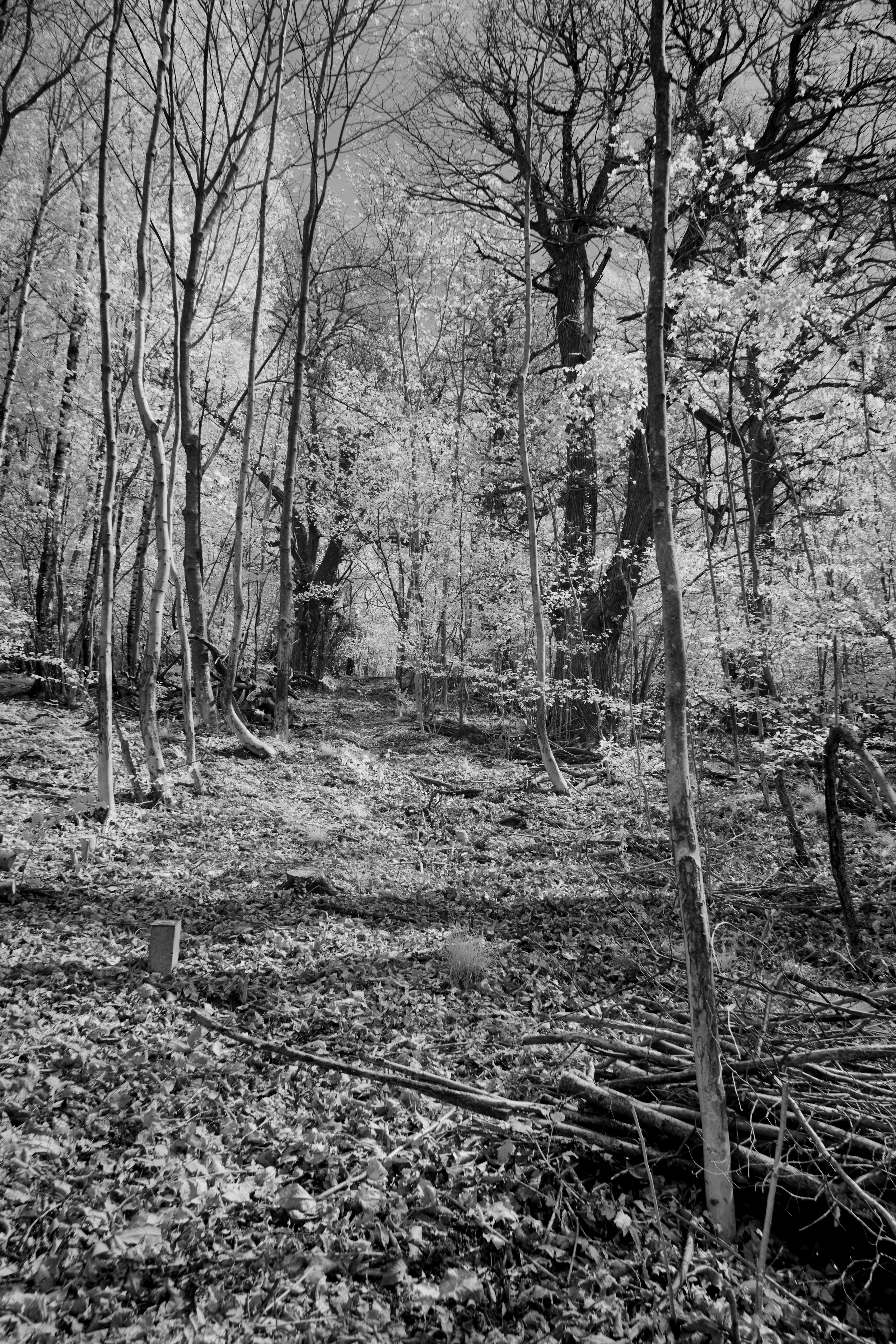 Photo by wolfgang_hasselmann