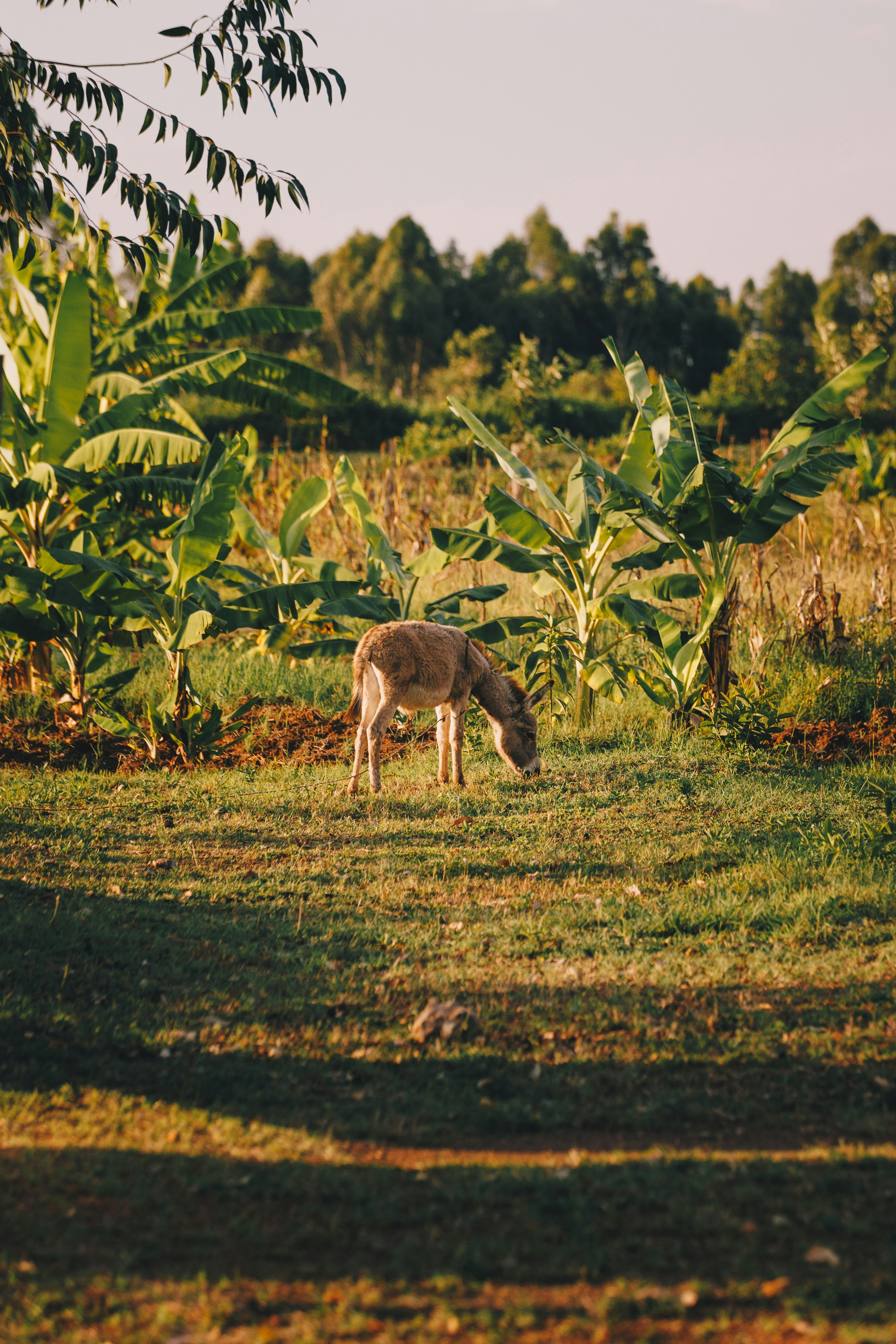 A goat grazing in a field with trees in the background