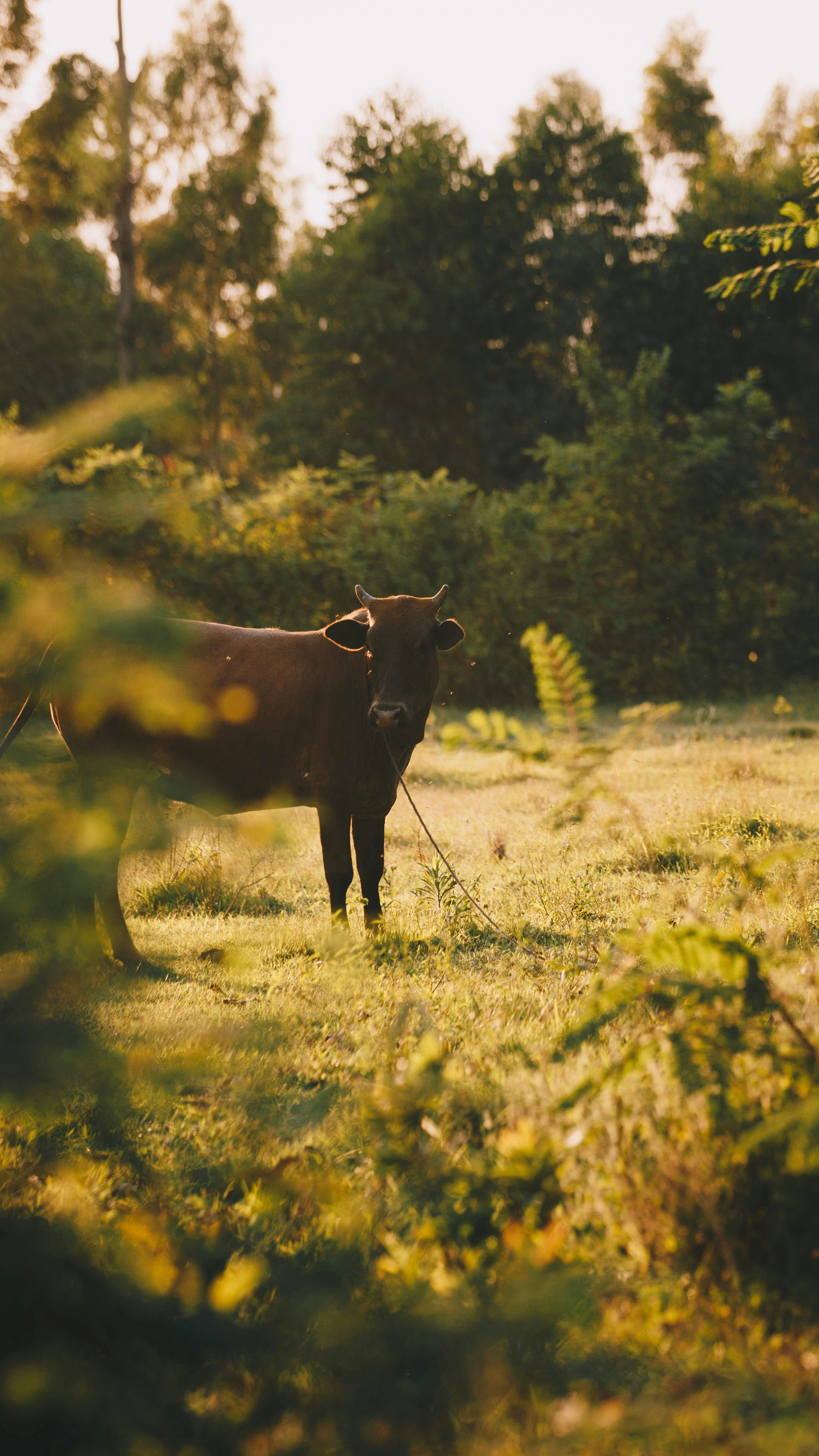A cow standing in a field with trees in the background