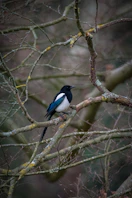 A blue and white bird sitting on a tree branch