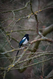 A blue and white bird sitting on a tree branch