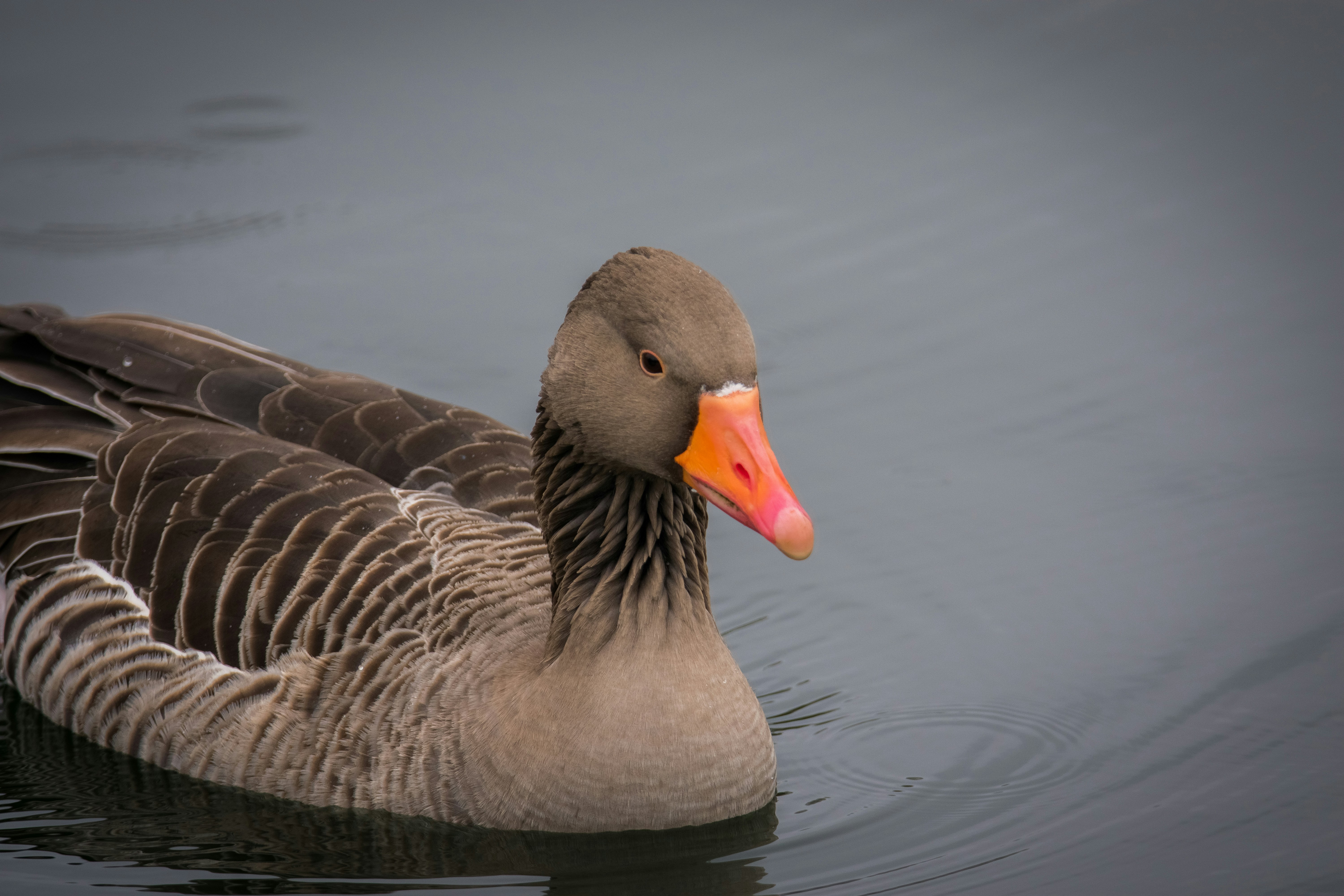 Photo by samuel_hagger