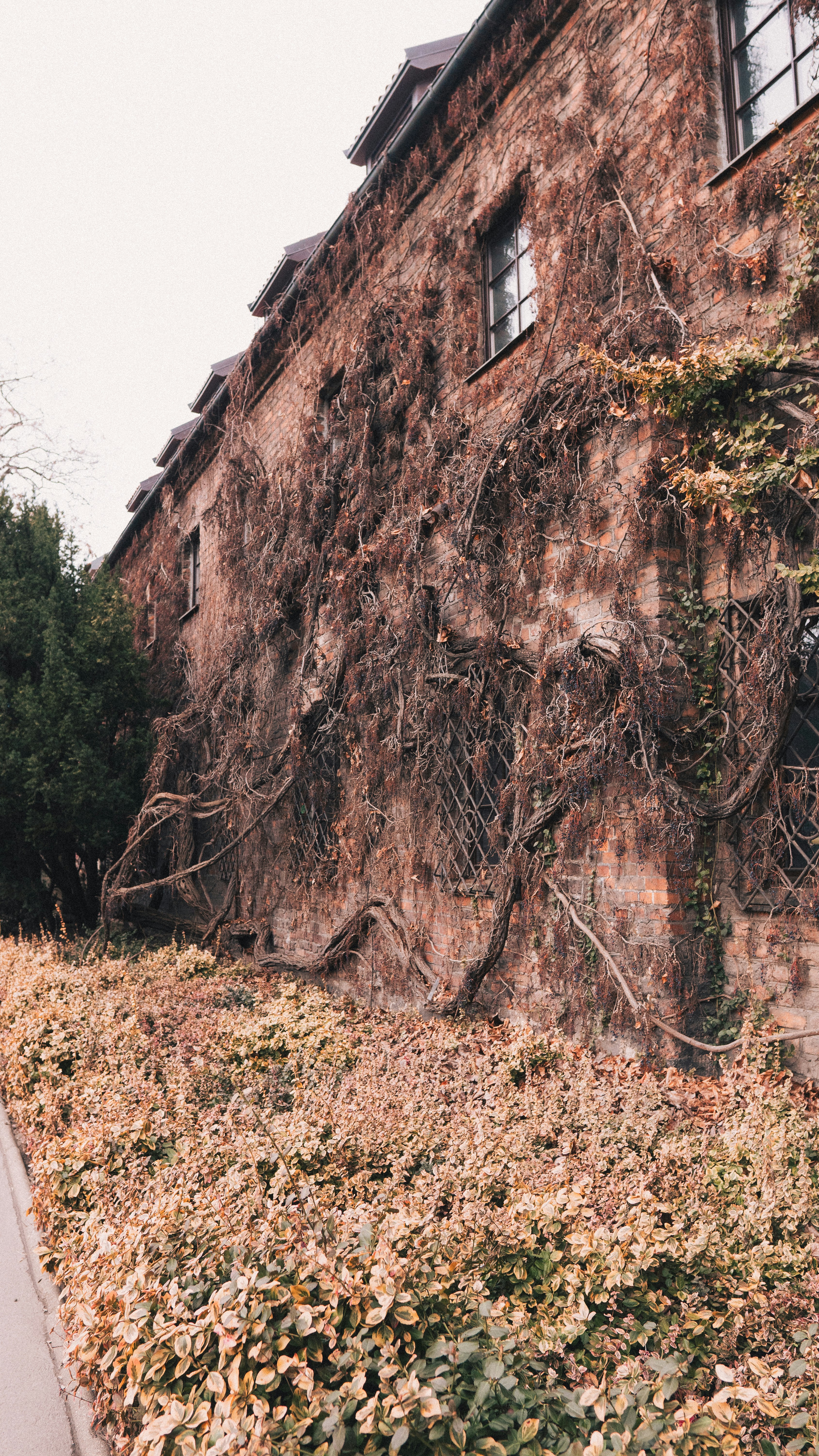A brick building with vines growing on the side of it