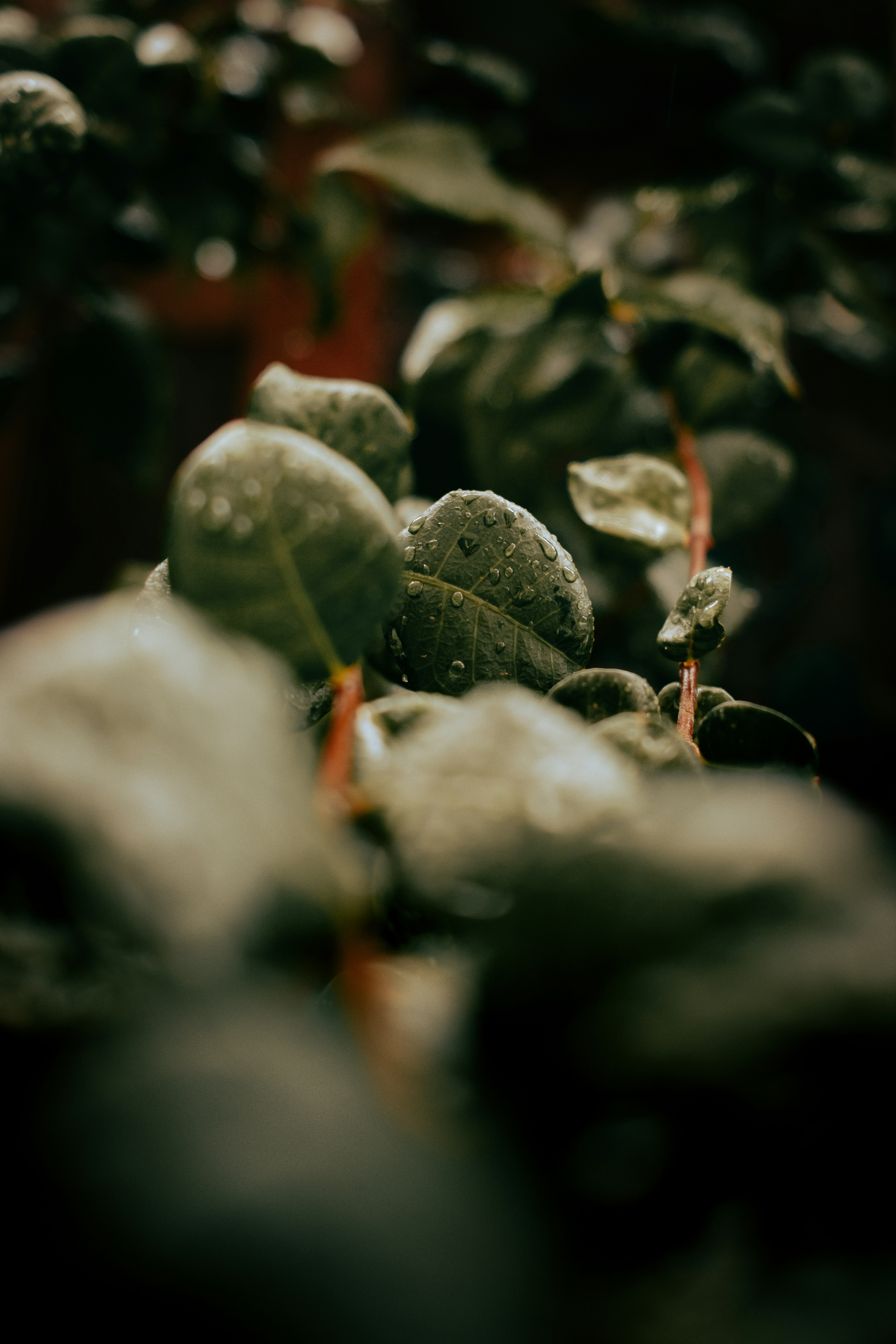 Photo by kalaniparker
