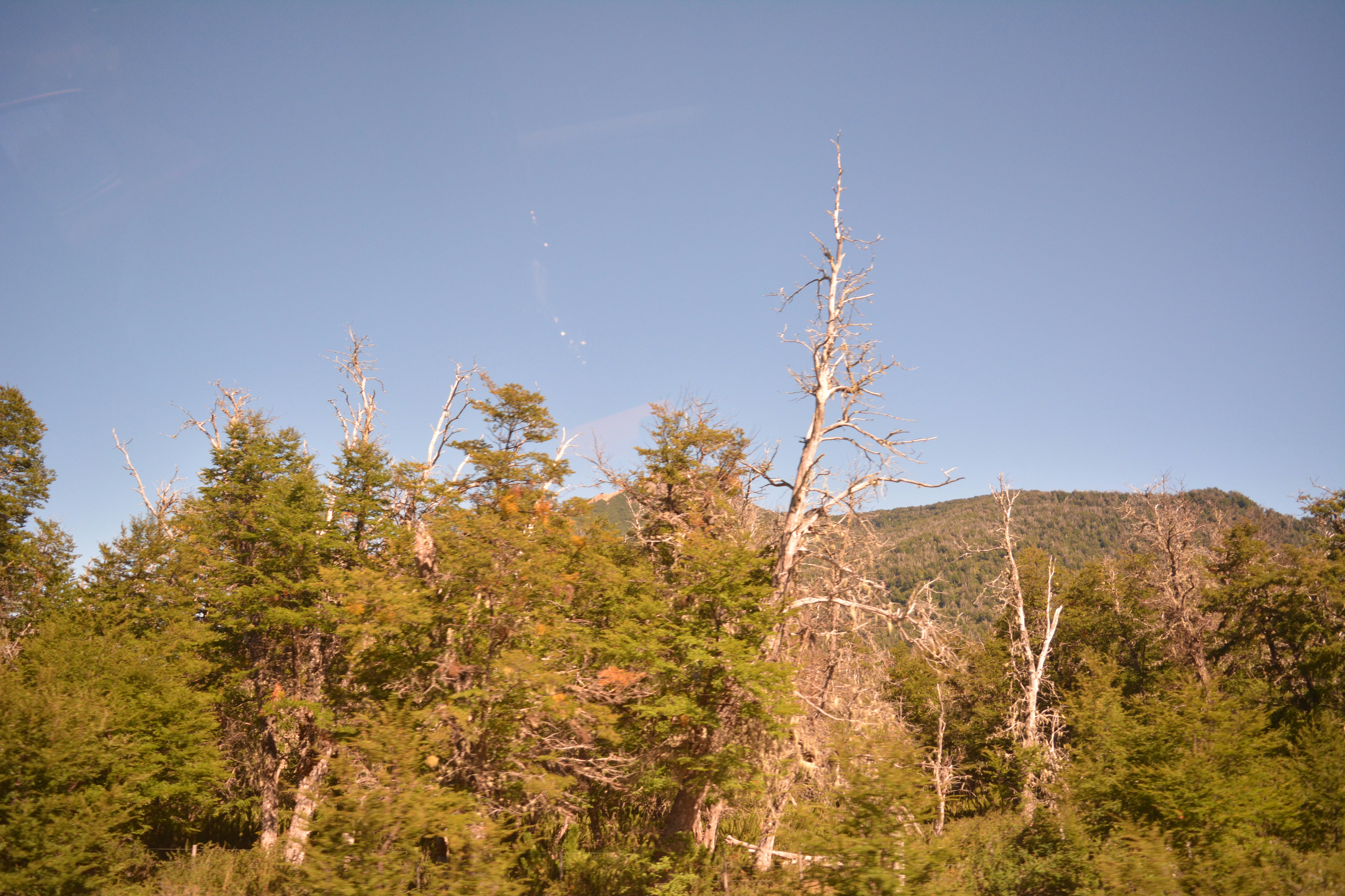 A group of trees that are standing in the grass