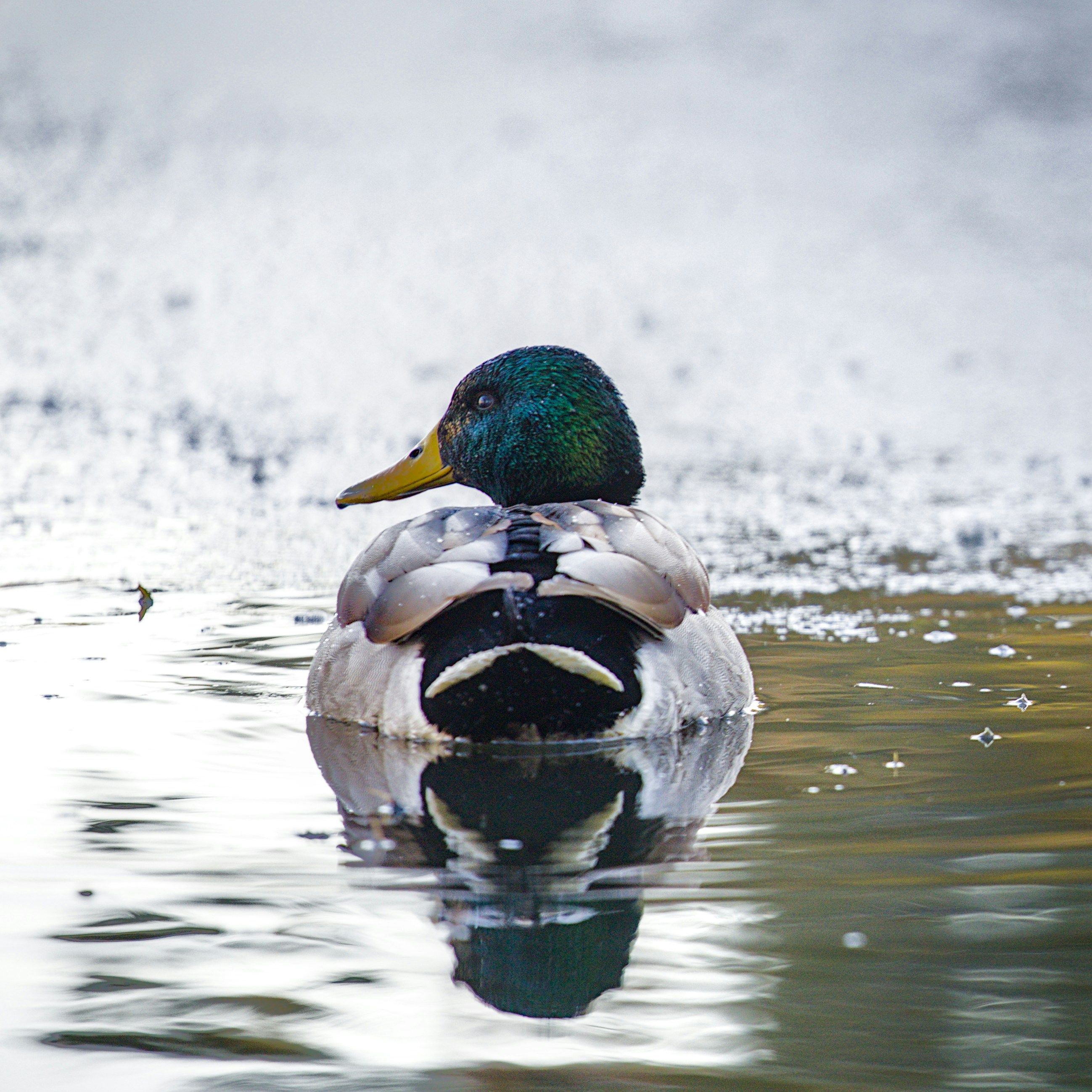 Photo by mfwfolke