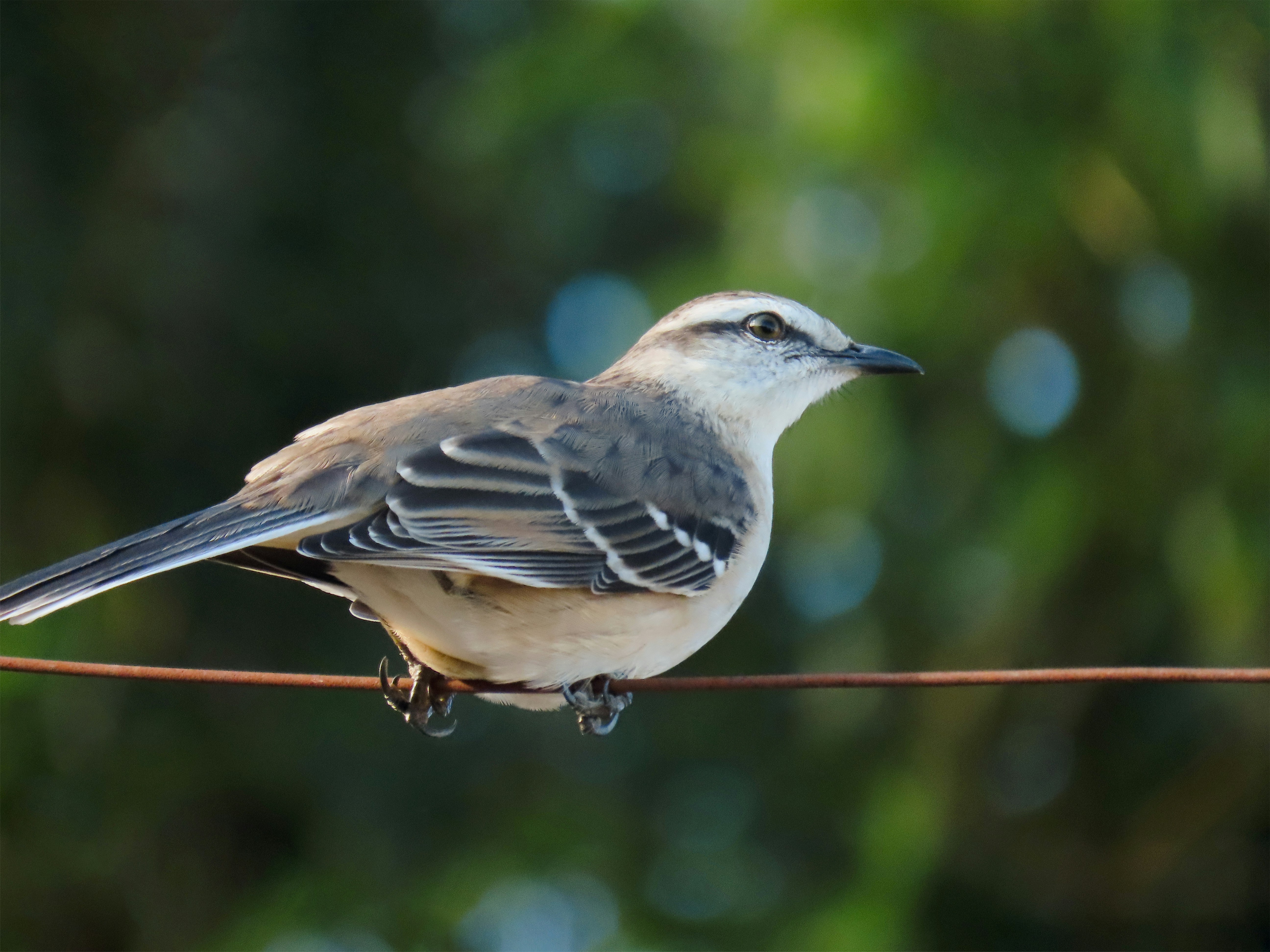 Photo by patricianicoloso