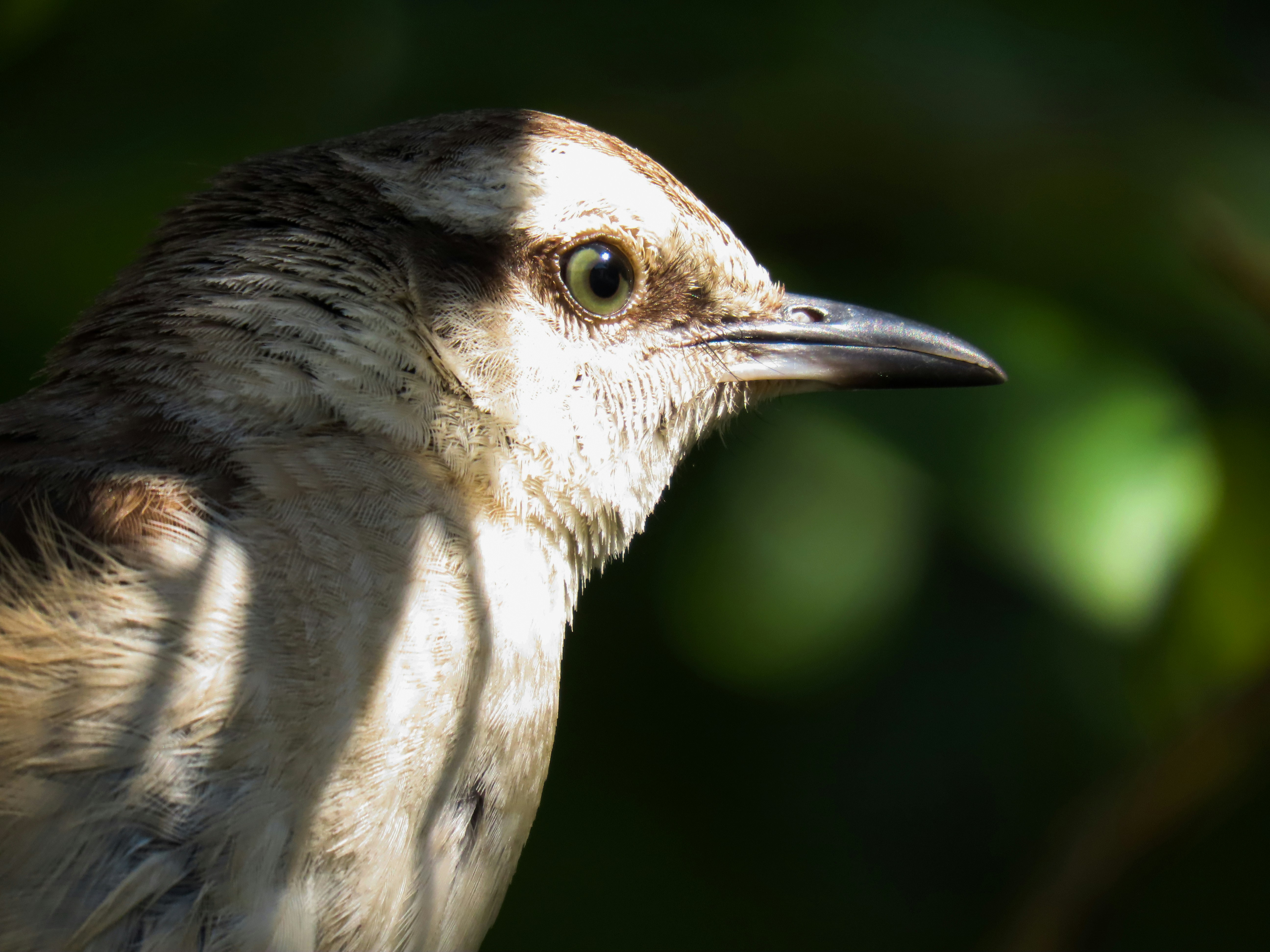 Photo by patricianicoloso