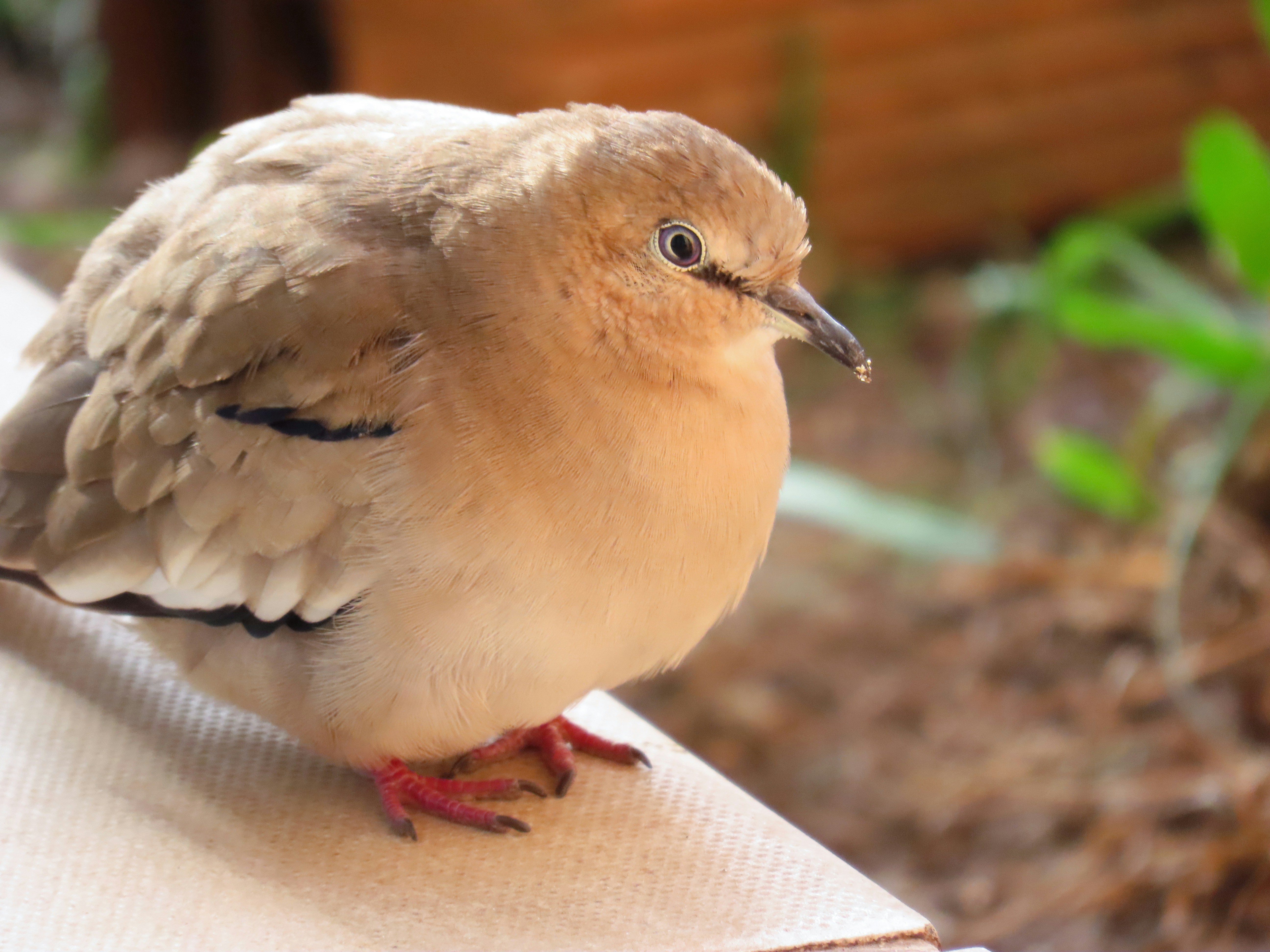 Photo by patricianicoloso