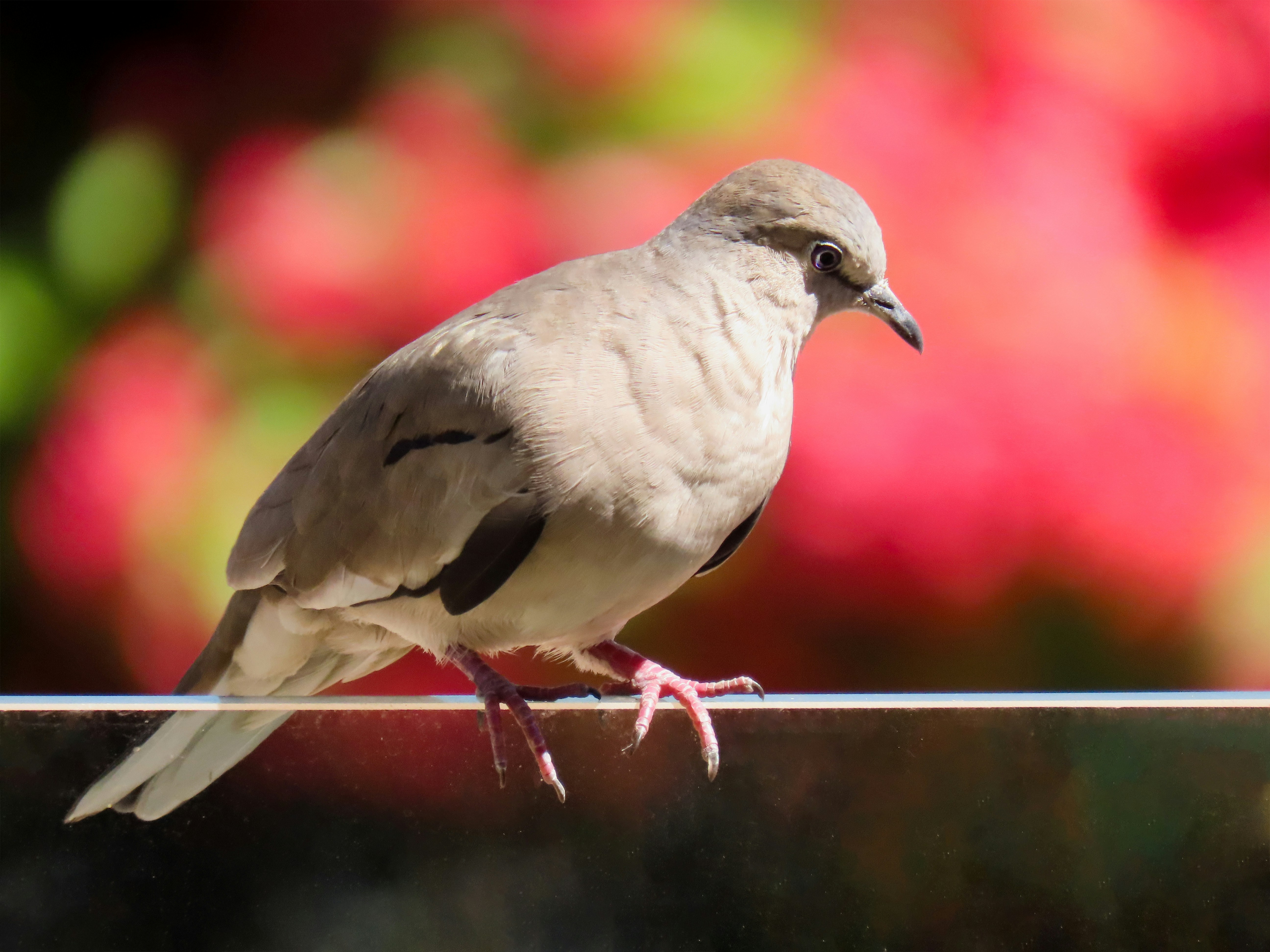 Photo by patricianicoloso