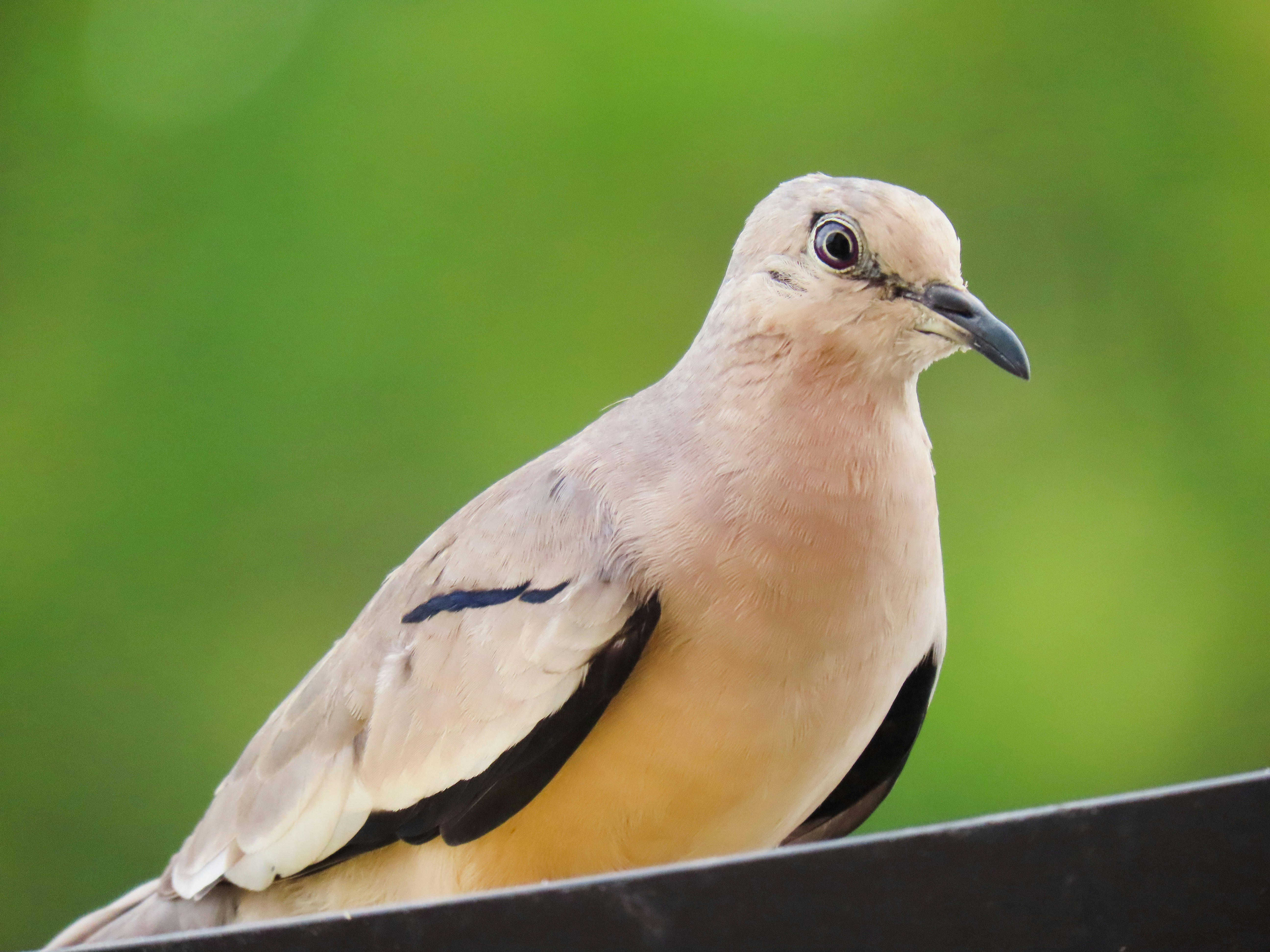 Photo by patricianicoloso