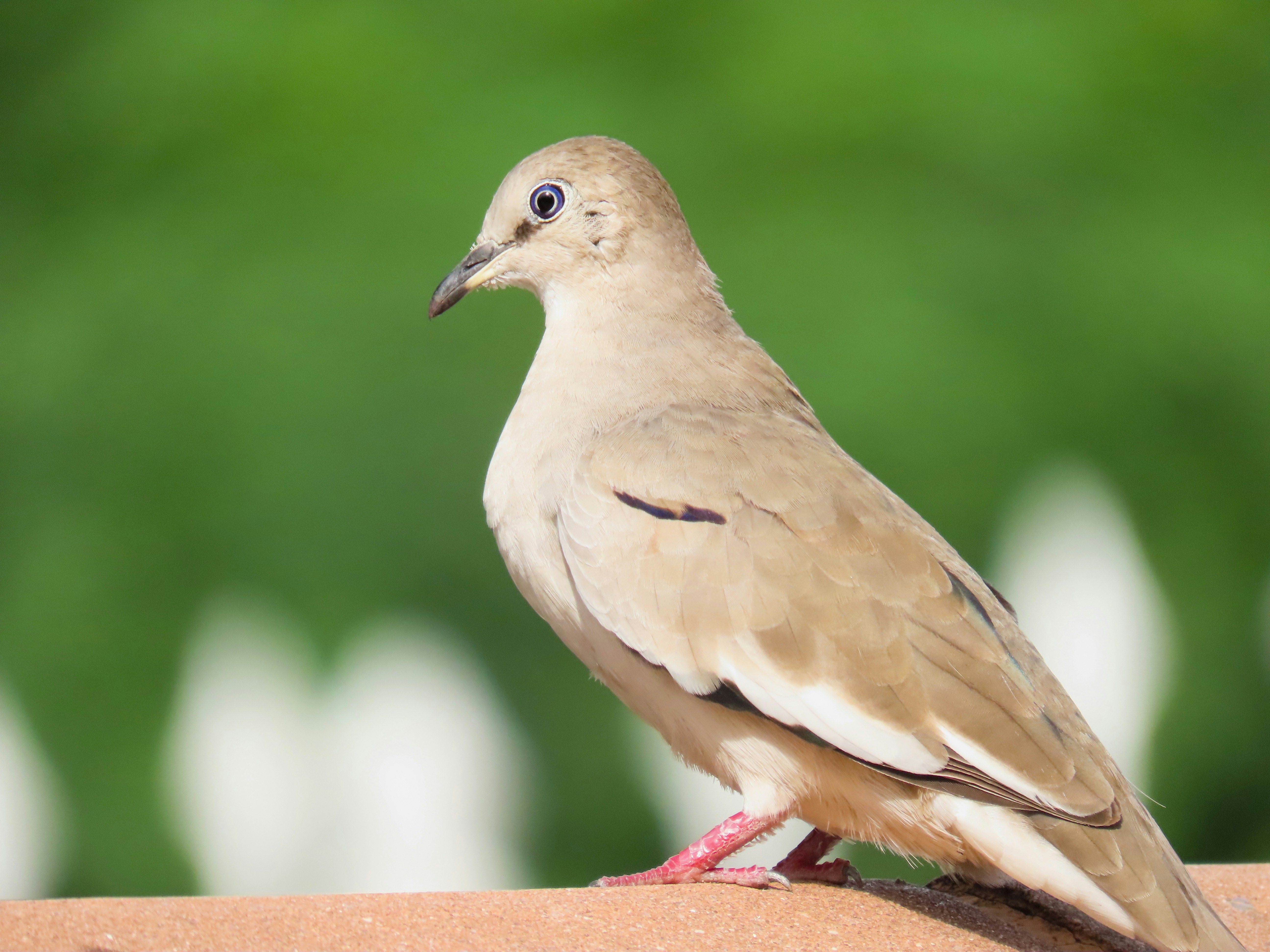 Photo by patricianicoloso