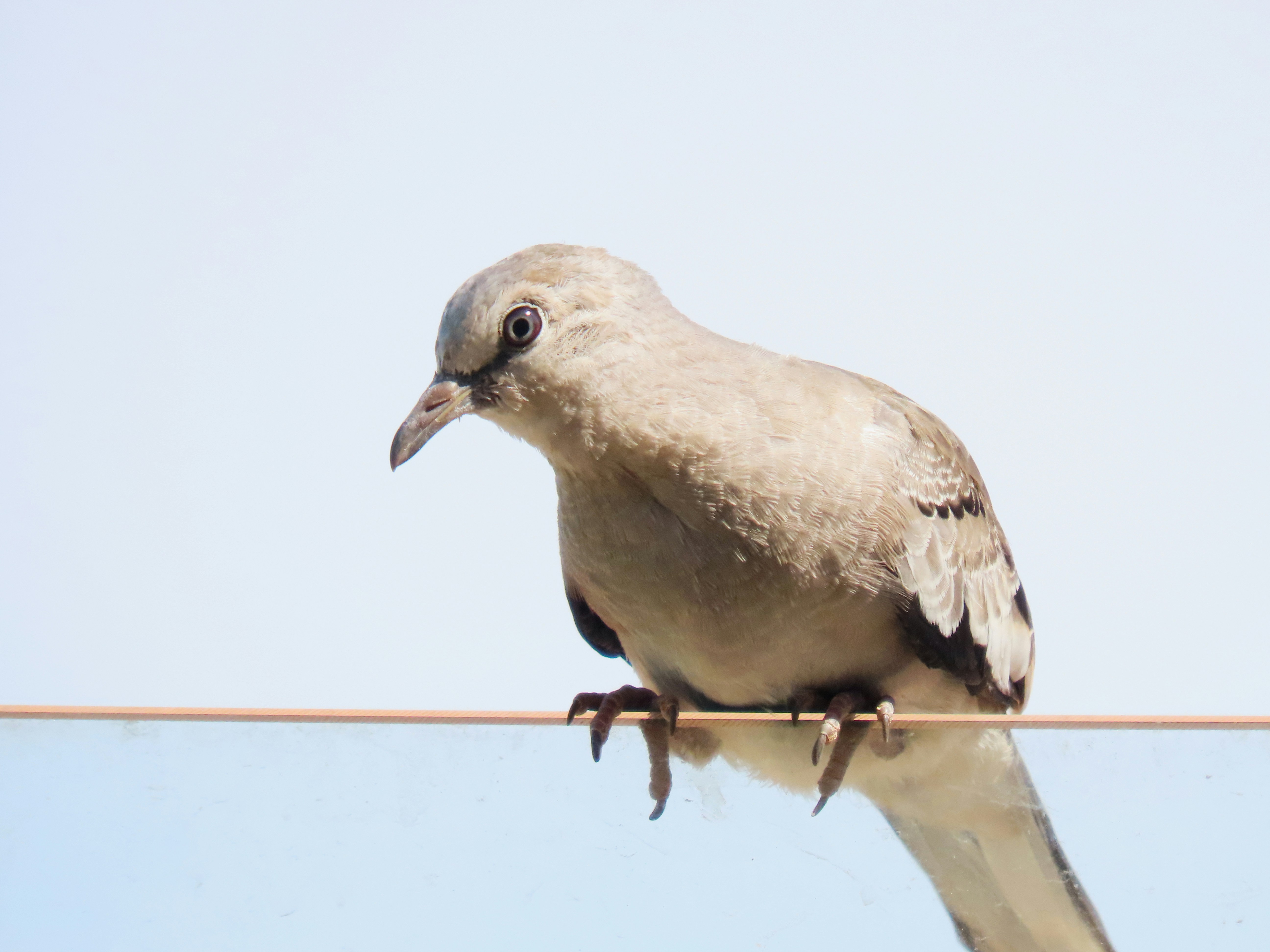 Photo by patricianicoloso