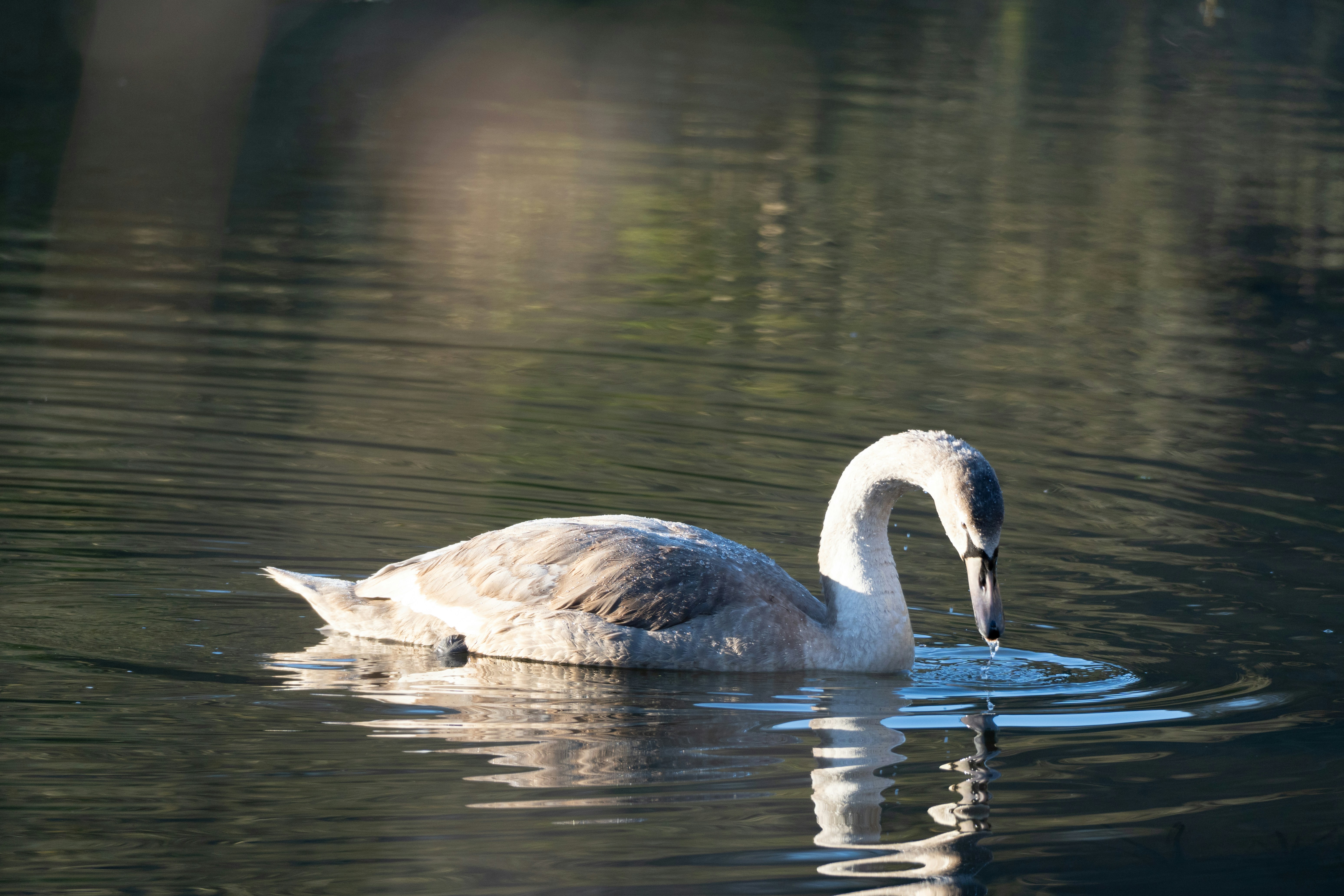 Swan Vale, New South Wales