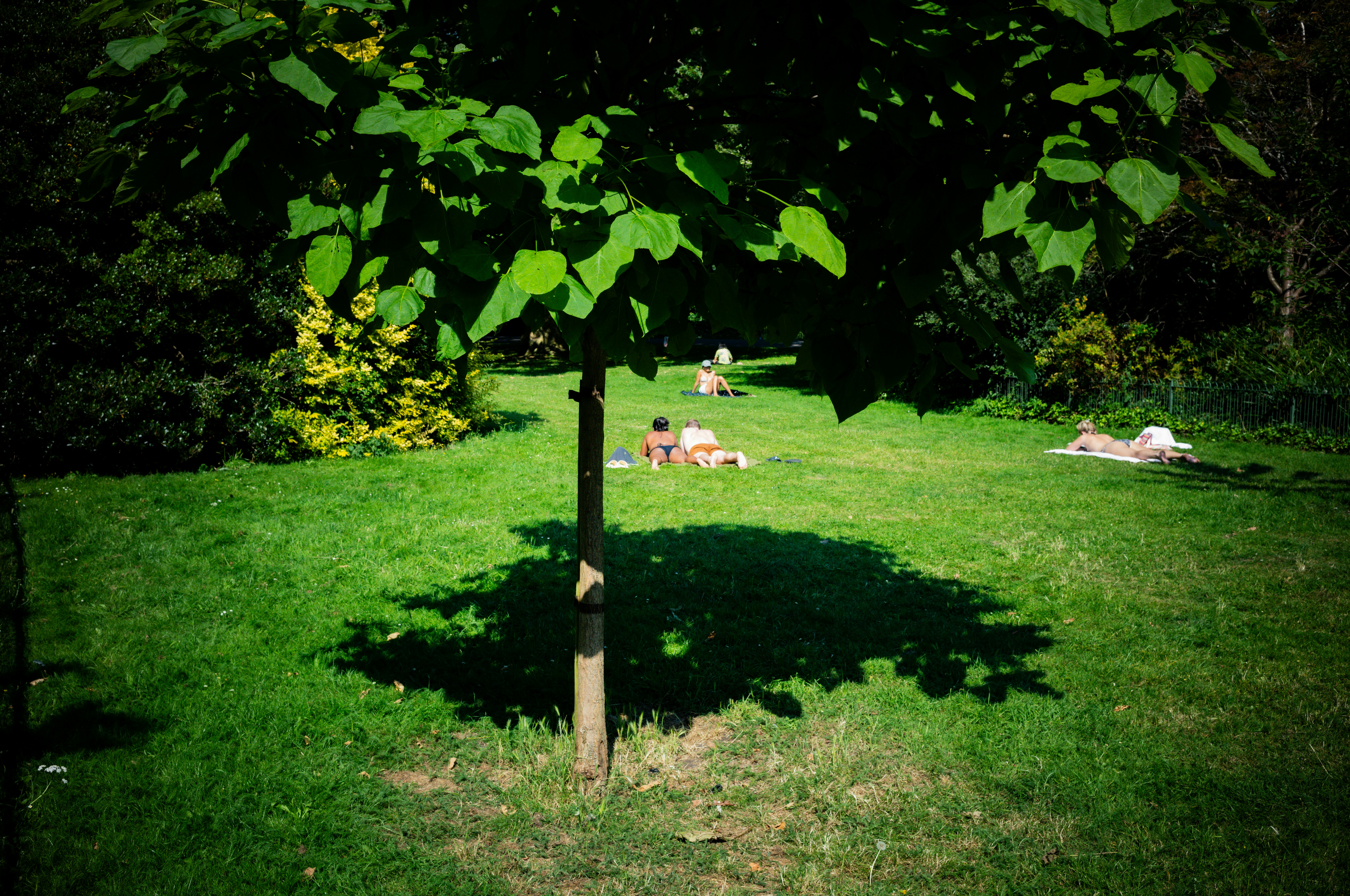 Eine Gruppe von Menschen, die auf dem Gras unter einem Baum liegen