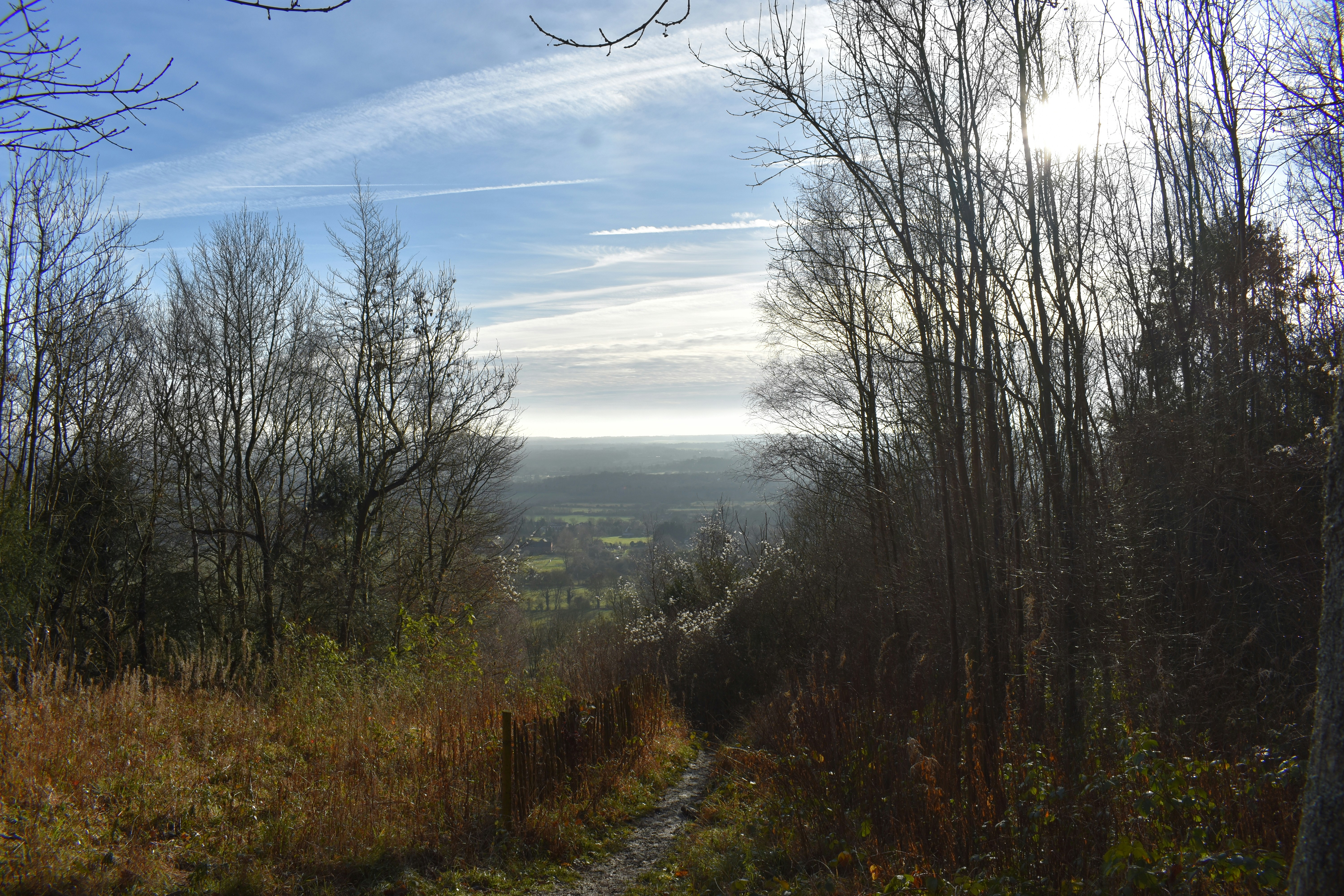 A view of a path through a wooded area