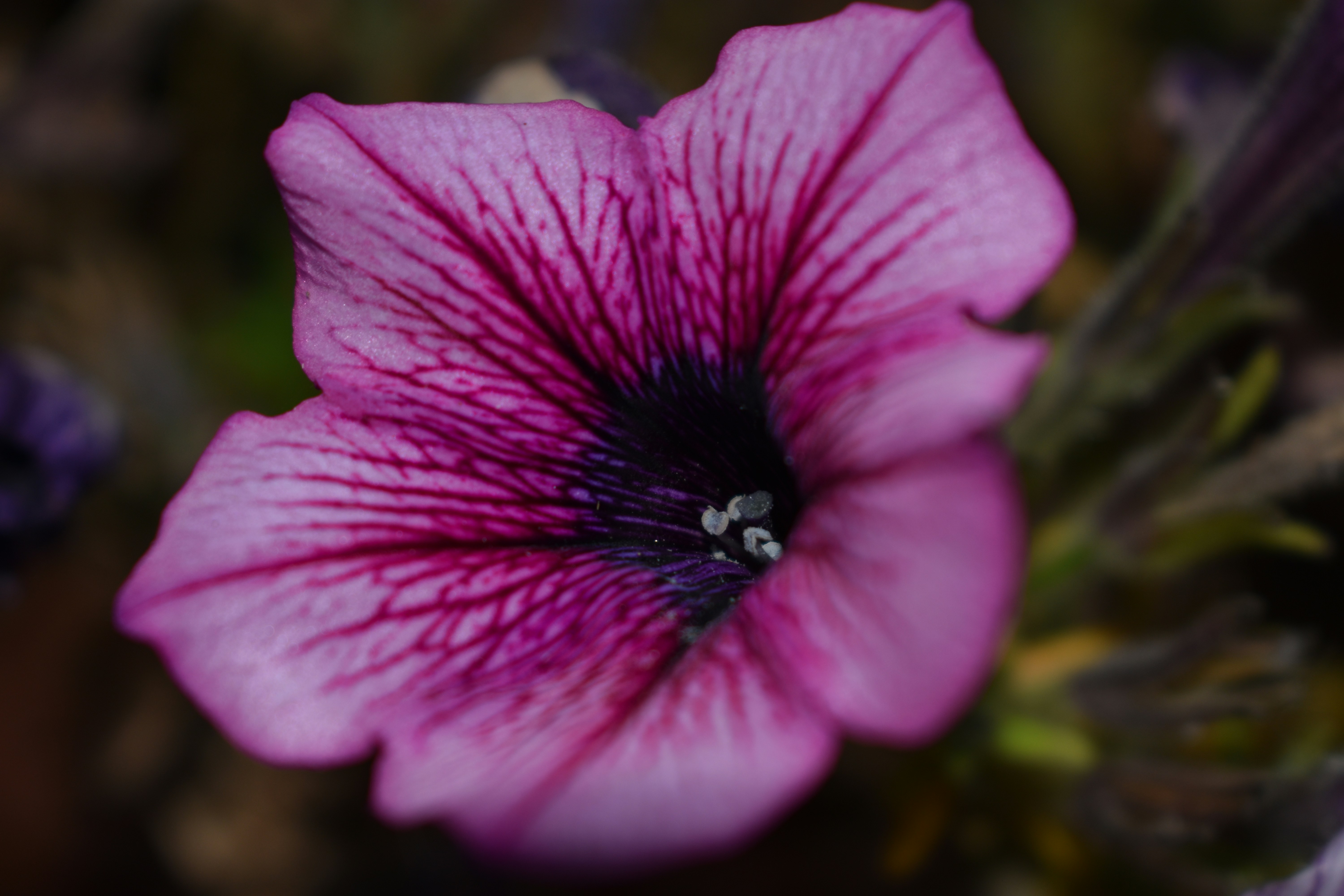 A close up of a purple flower on a plant
