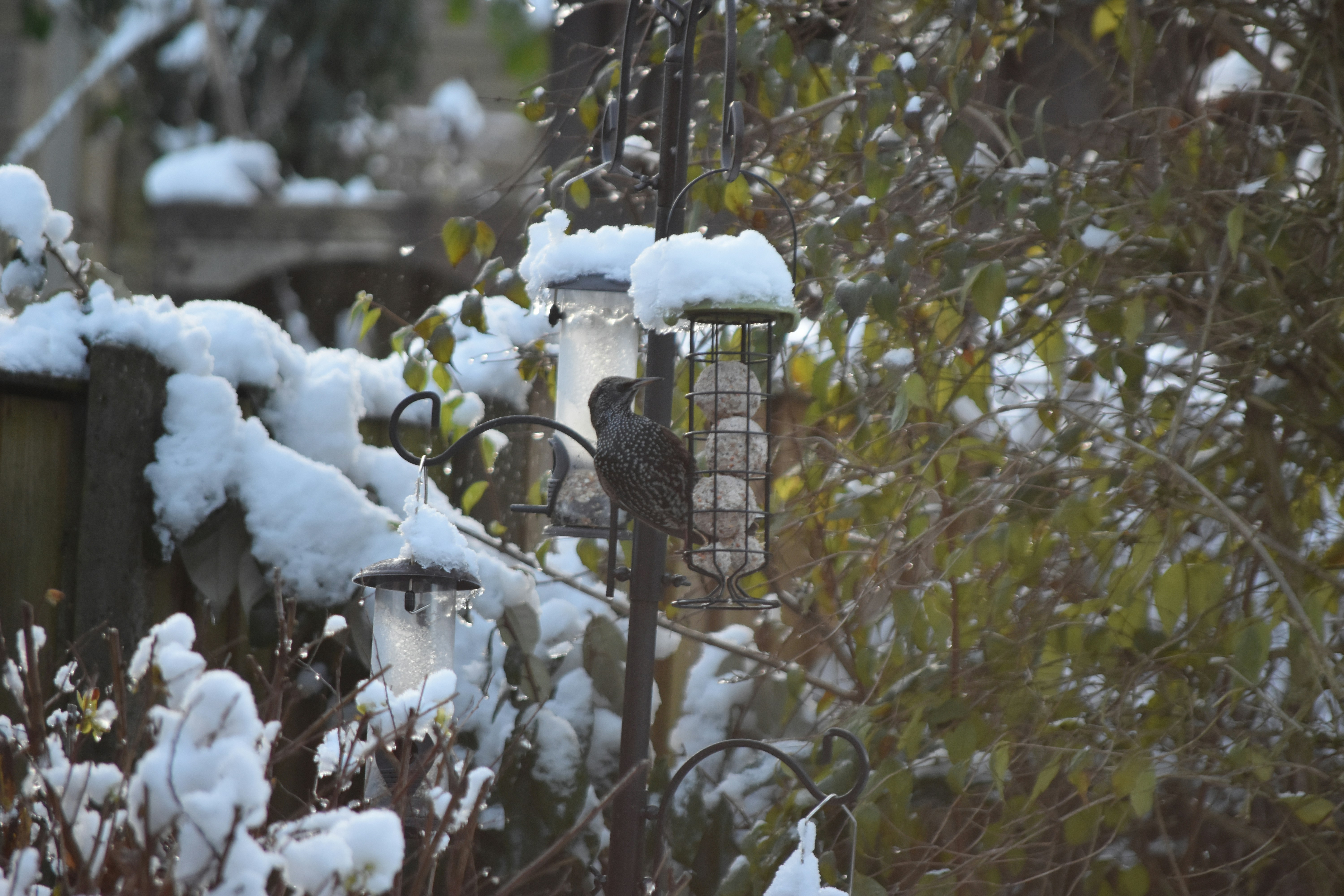 A bird feeder is covered in snow in a garden