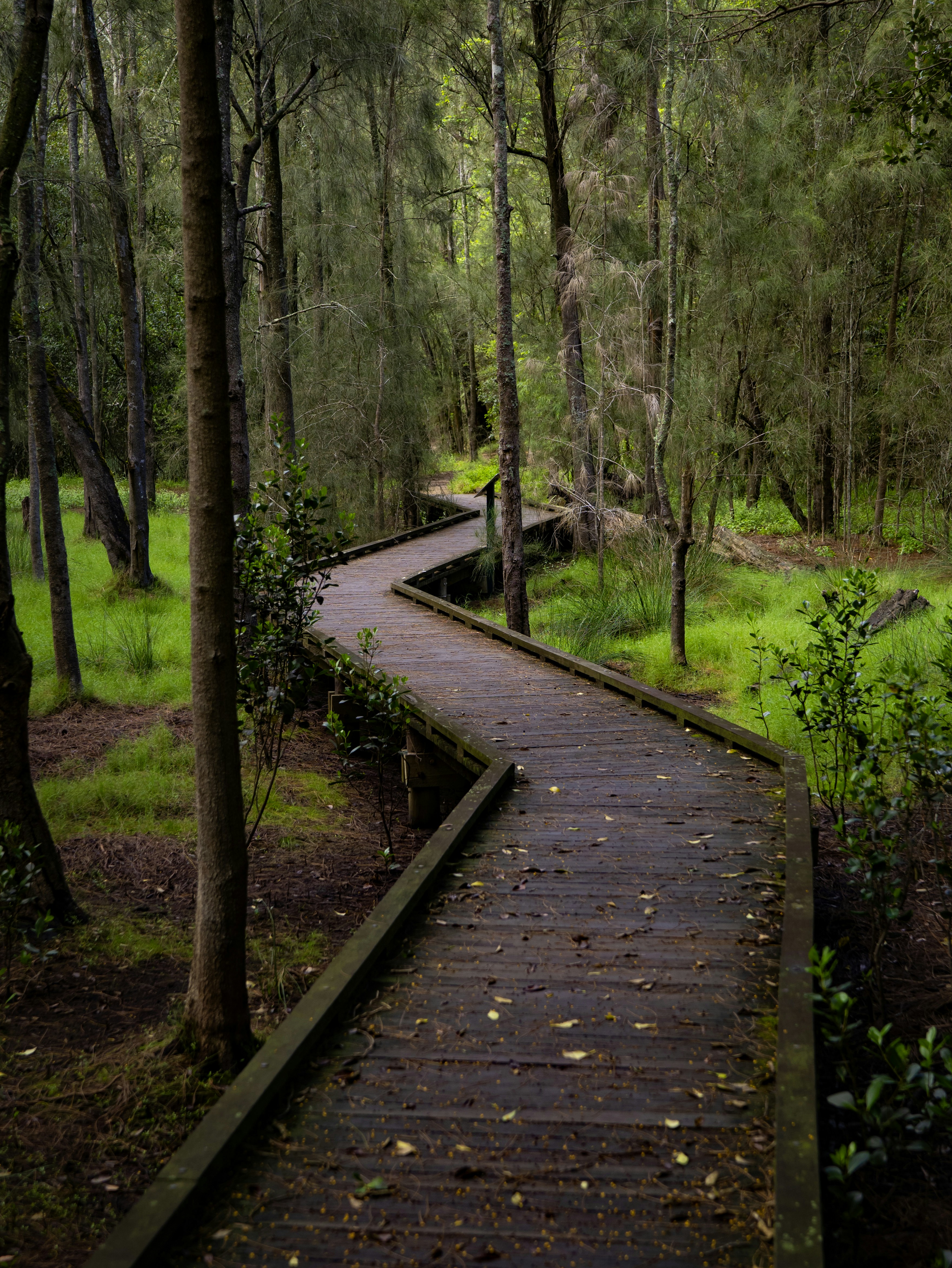 A wooden path in the middle of a forest