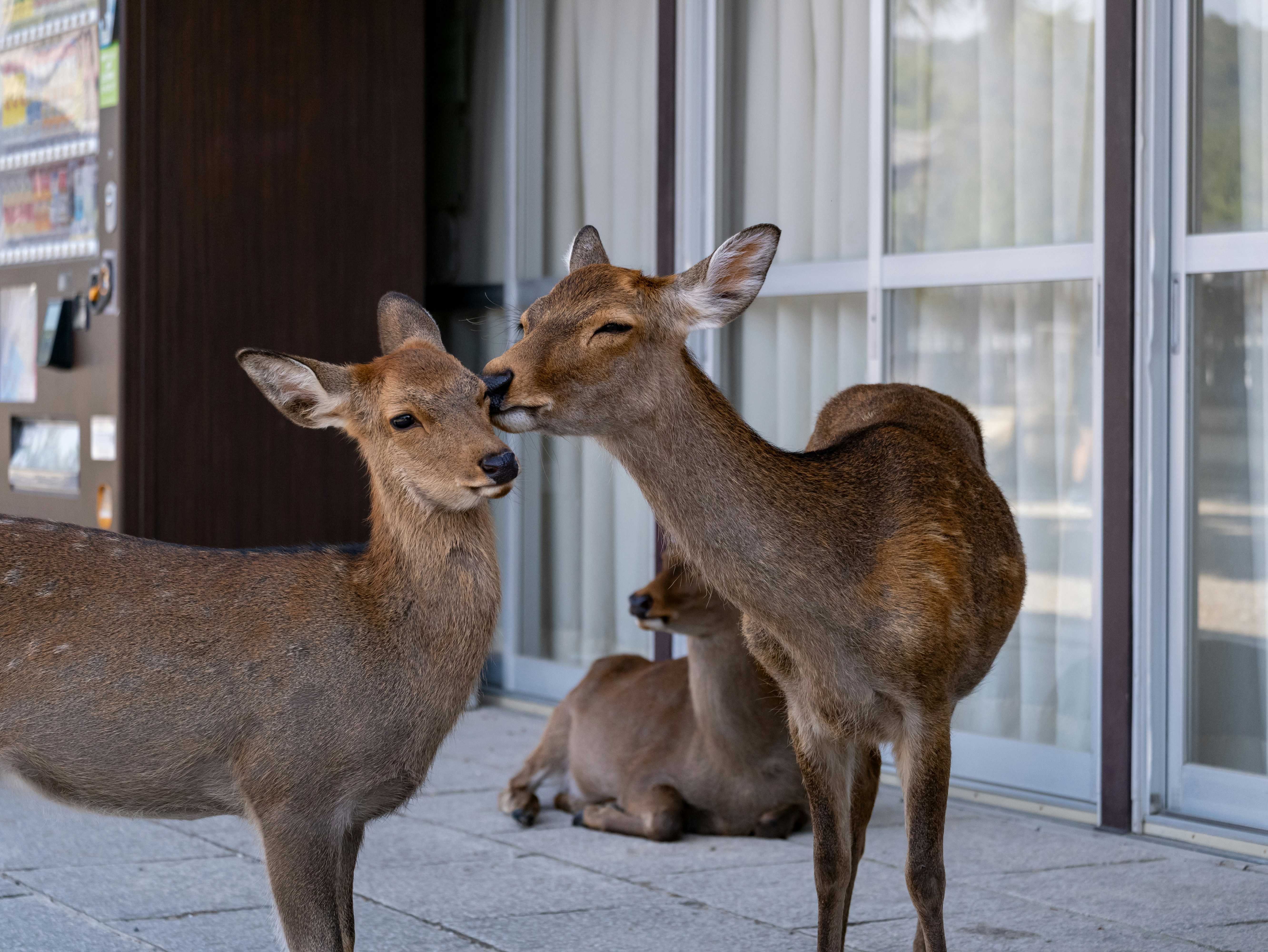 Un couple de cerfs debout l’un à côté de l’autre sur un trottoir