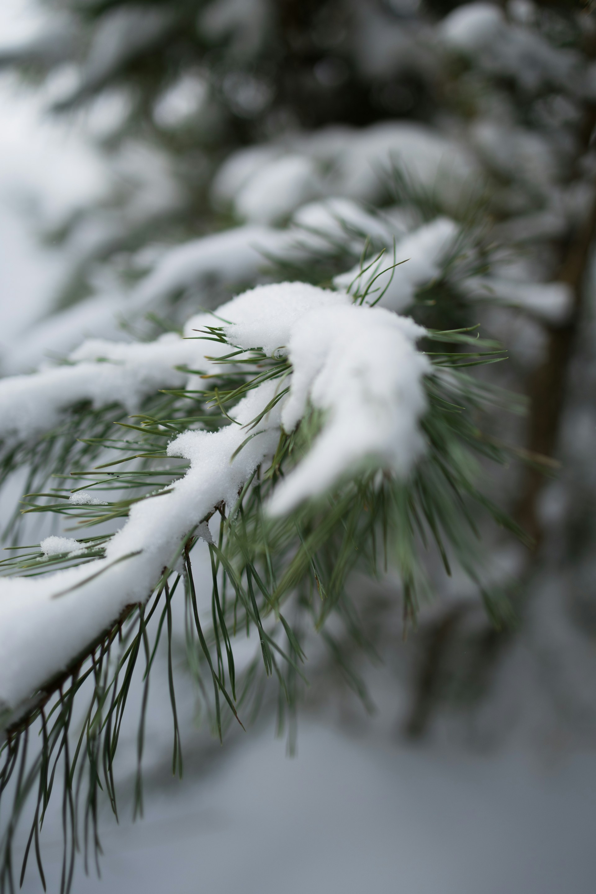 A close up of a pine tree with snow on it