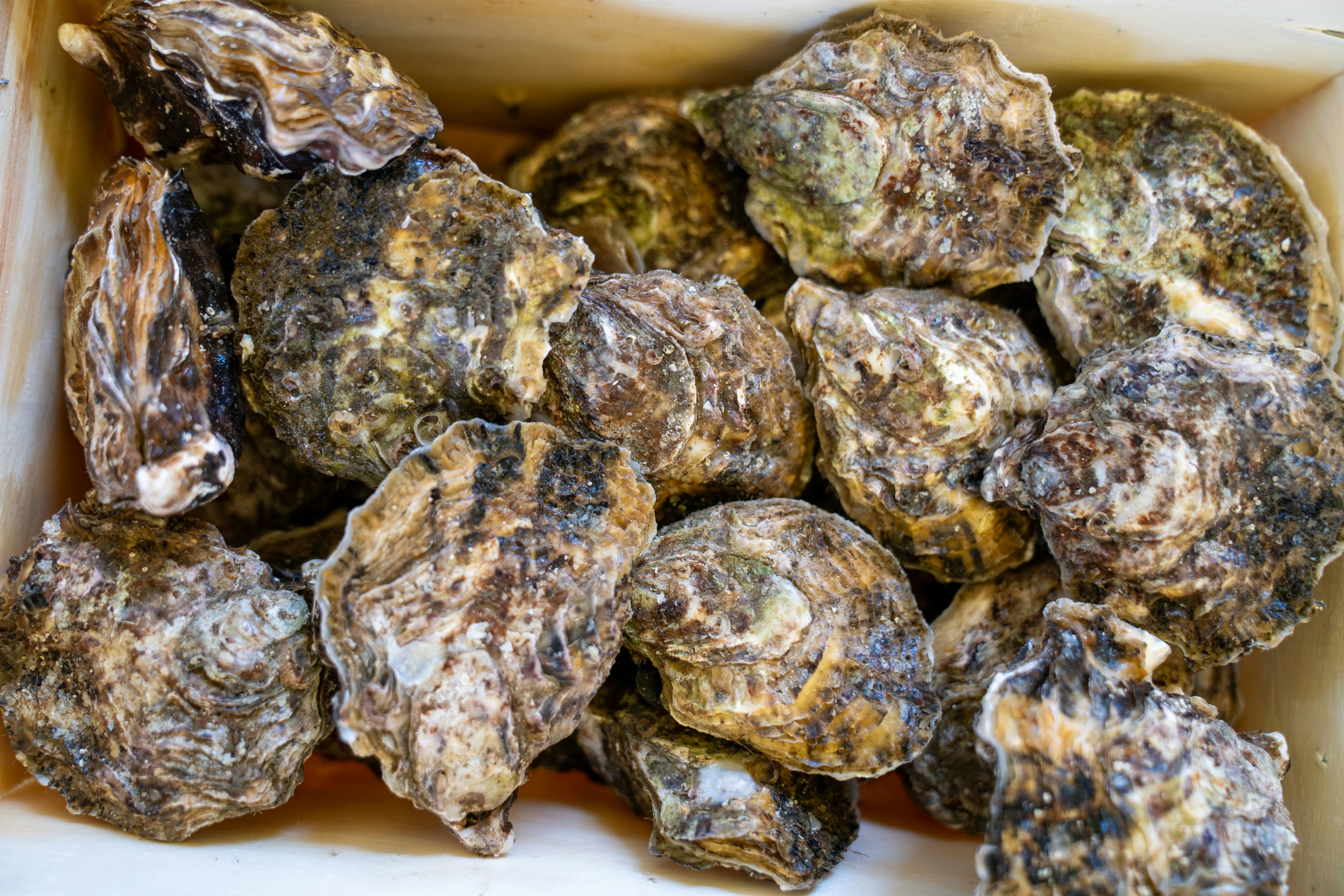 photo-1739785938355-1be130aa01c6?ixid=M3wxMjA3fDB8MXxzZWFyY2h8MTZ8fGlzJTIwdHJ1ZmZsZSUyMG9pbCUyMHNhZmUlMjBmb3IlMjBkb2dzfGVufDB8fHx8MTc2MDI5OTg5NXww\u0026ixlib=rb-4.1.0