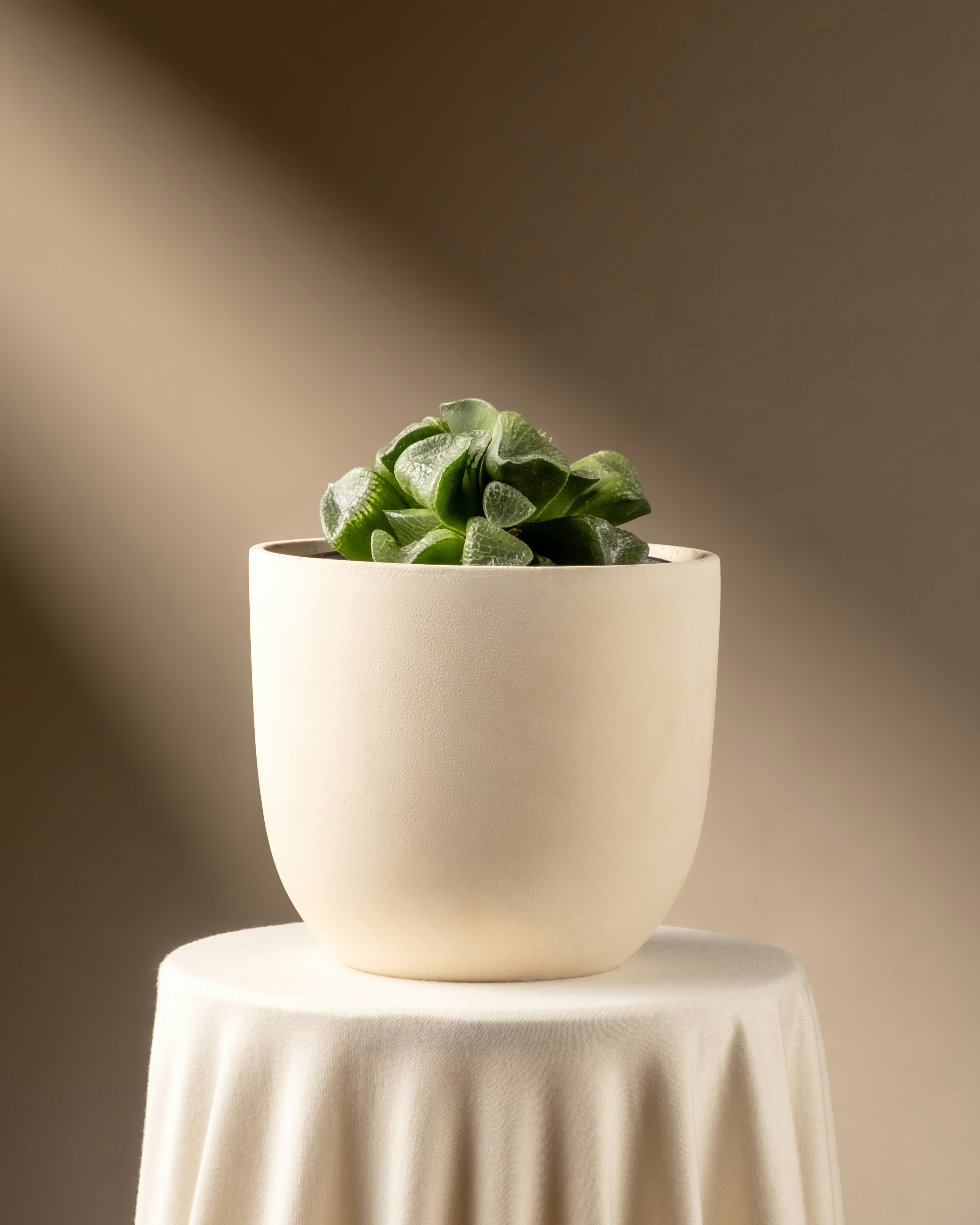 Photo by feeypflanzen