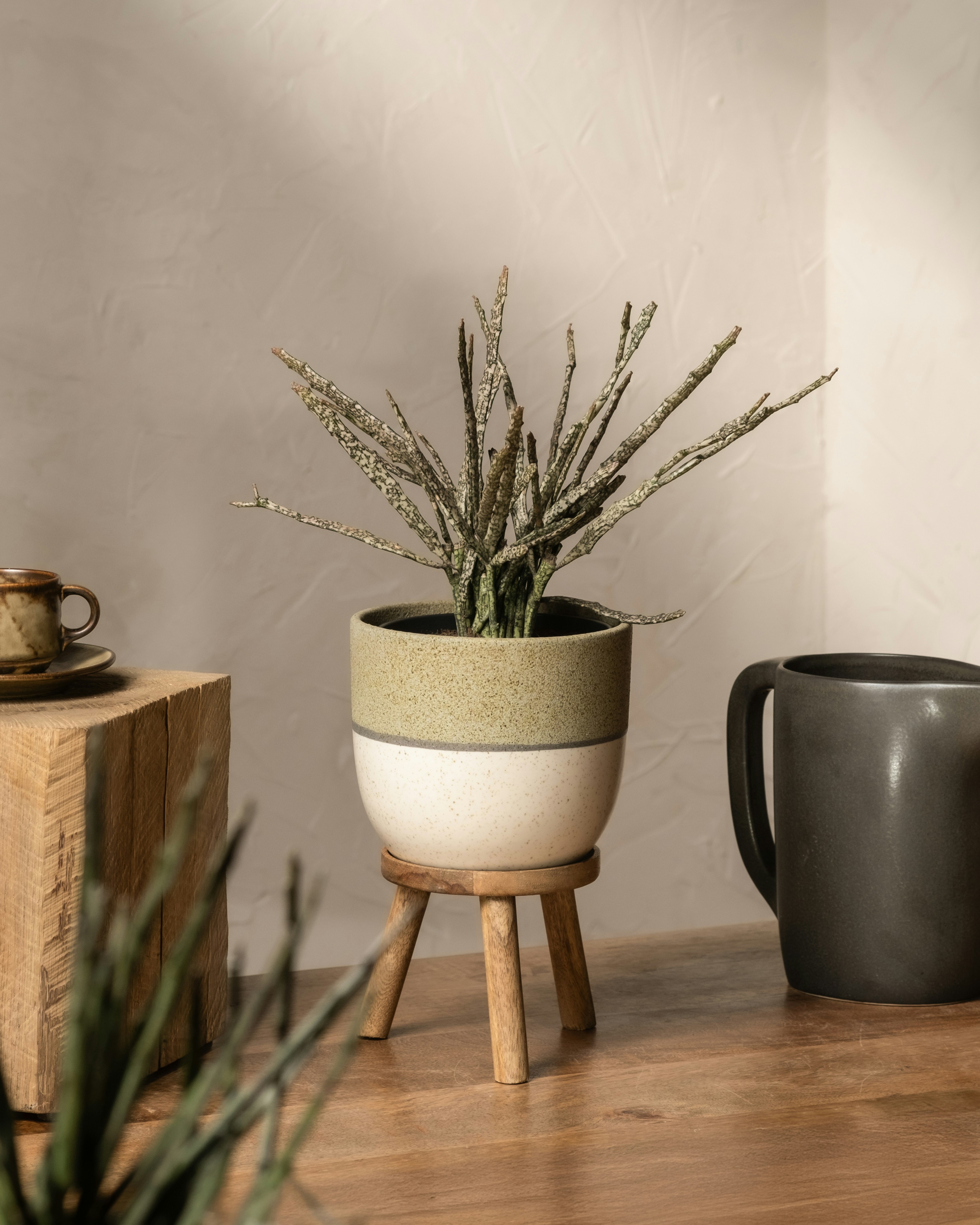 Photo by feeypflanzen