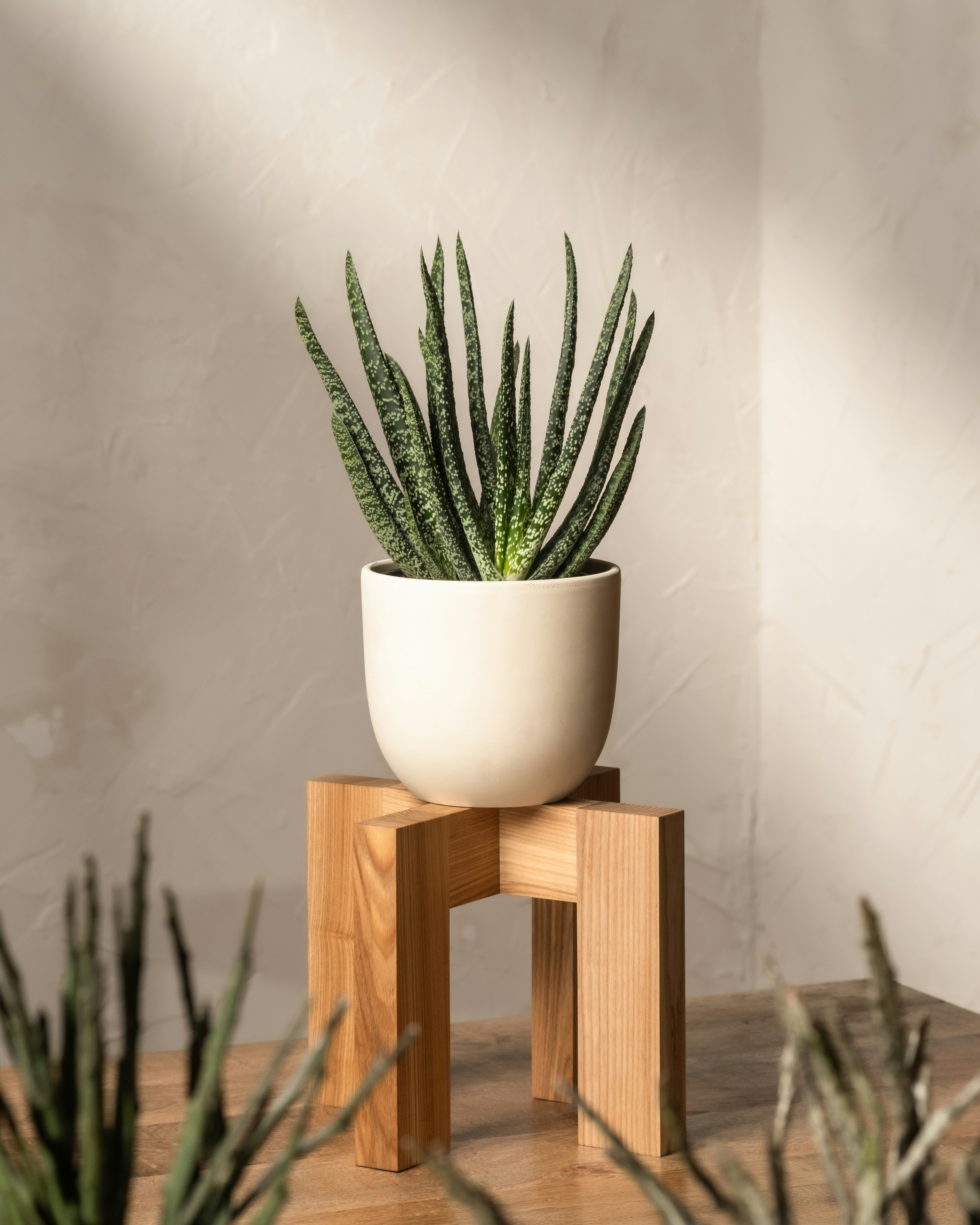 Photo by feeypflanzen