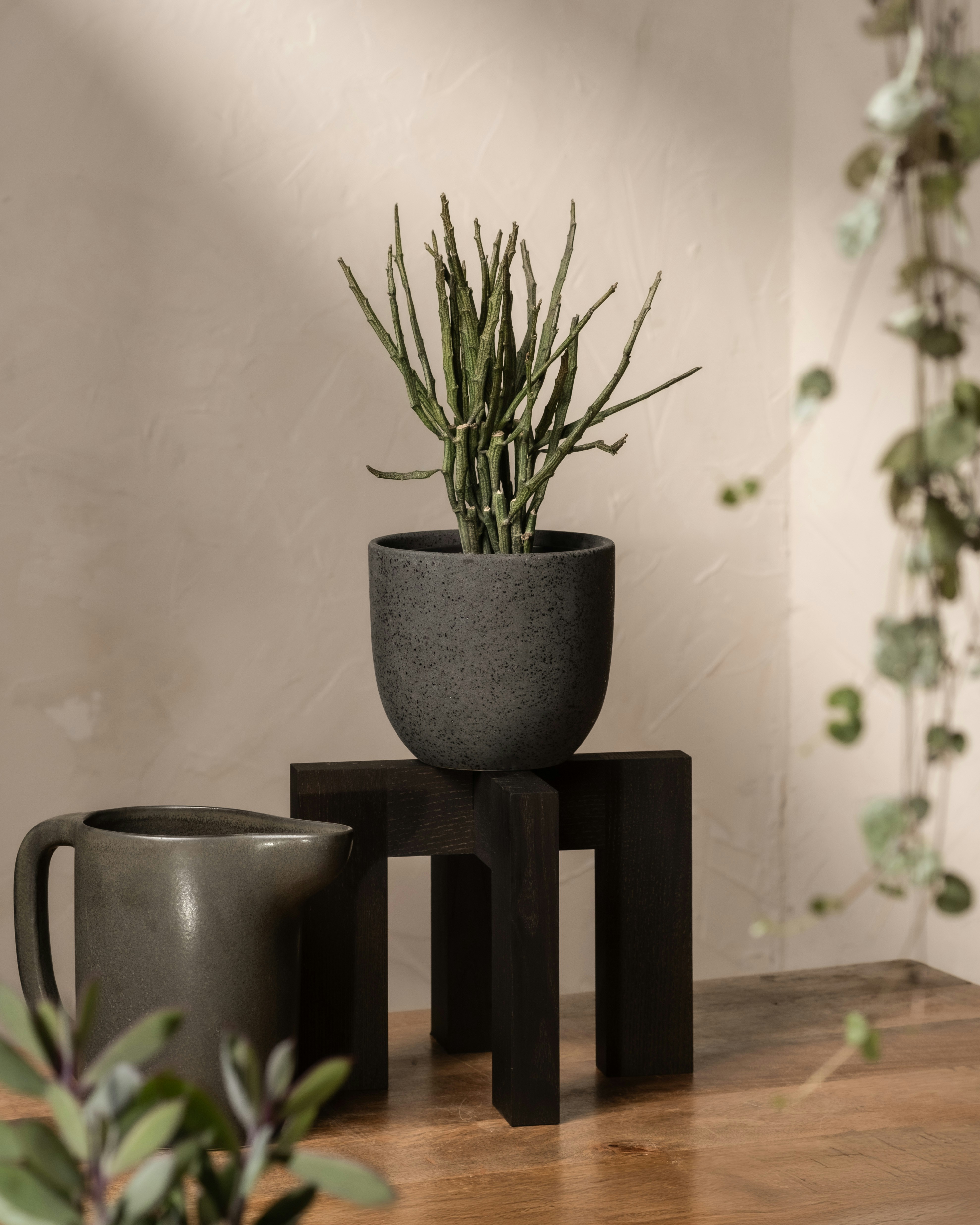 Photo by feeypflanzen