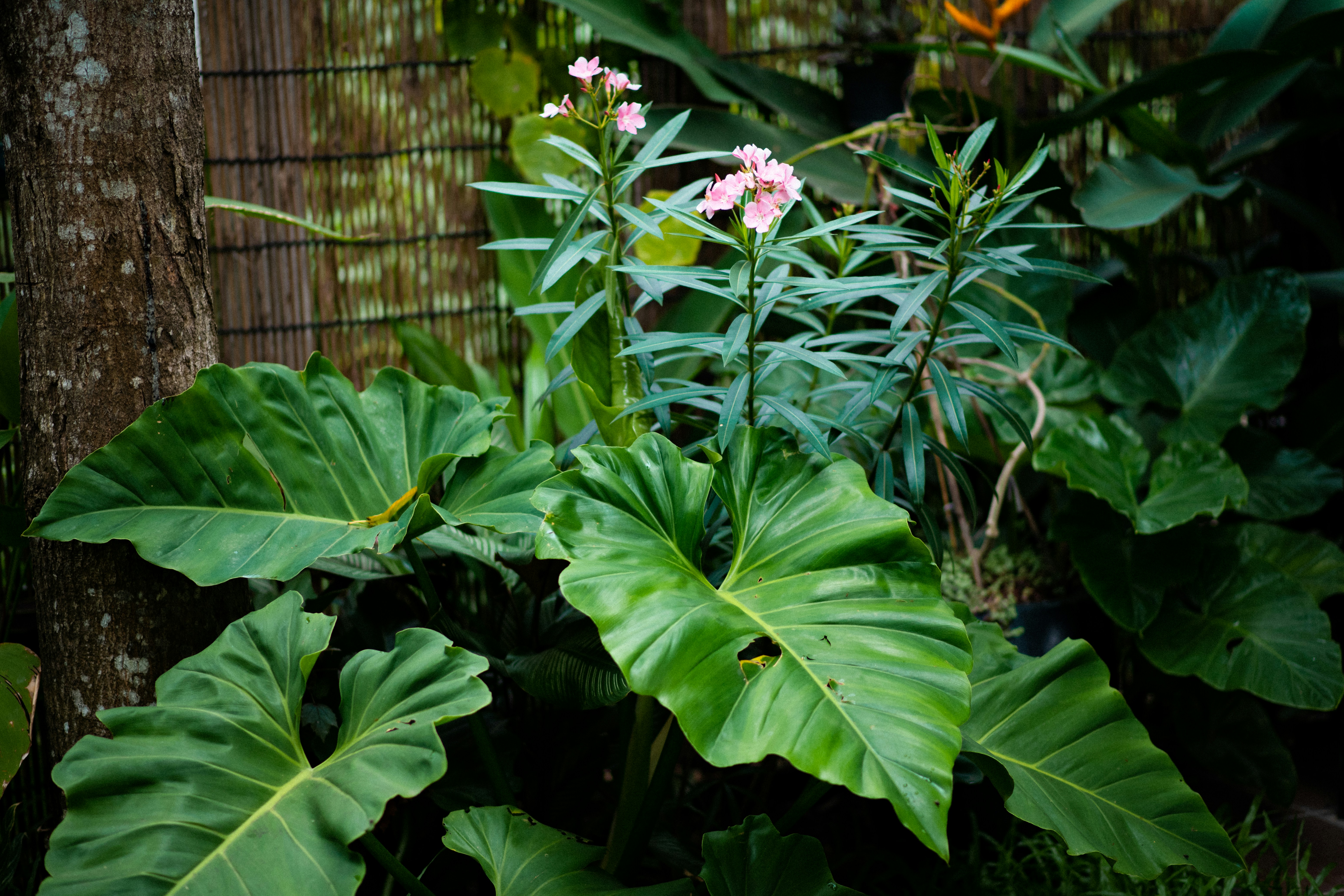 Photo by andriusbudrikas