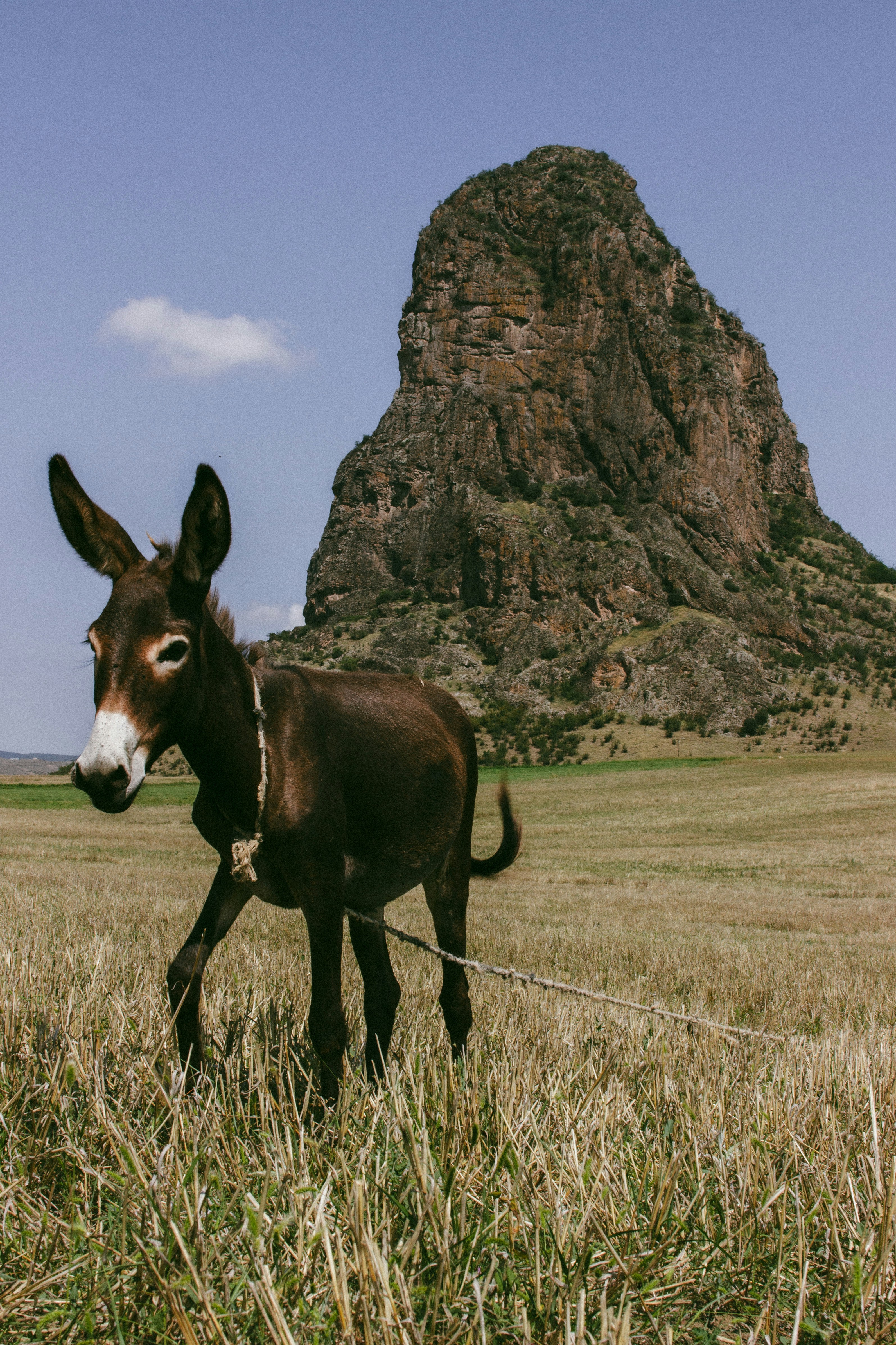 A donkey standing in a field with a mountain in the background