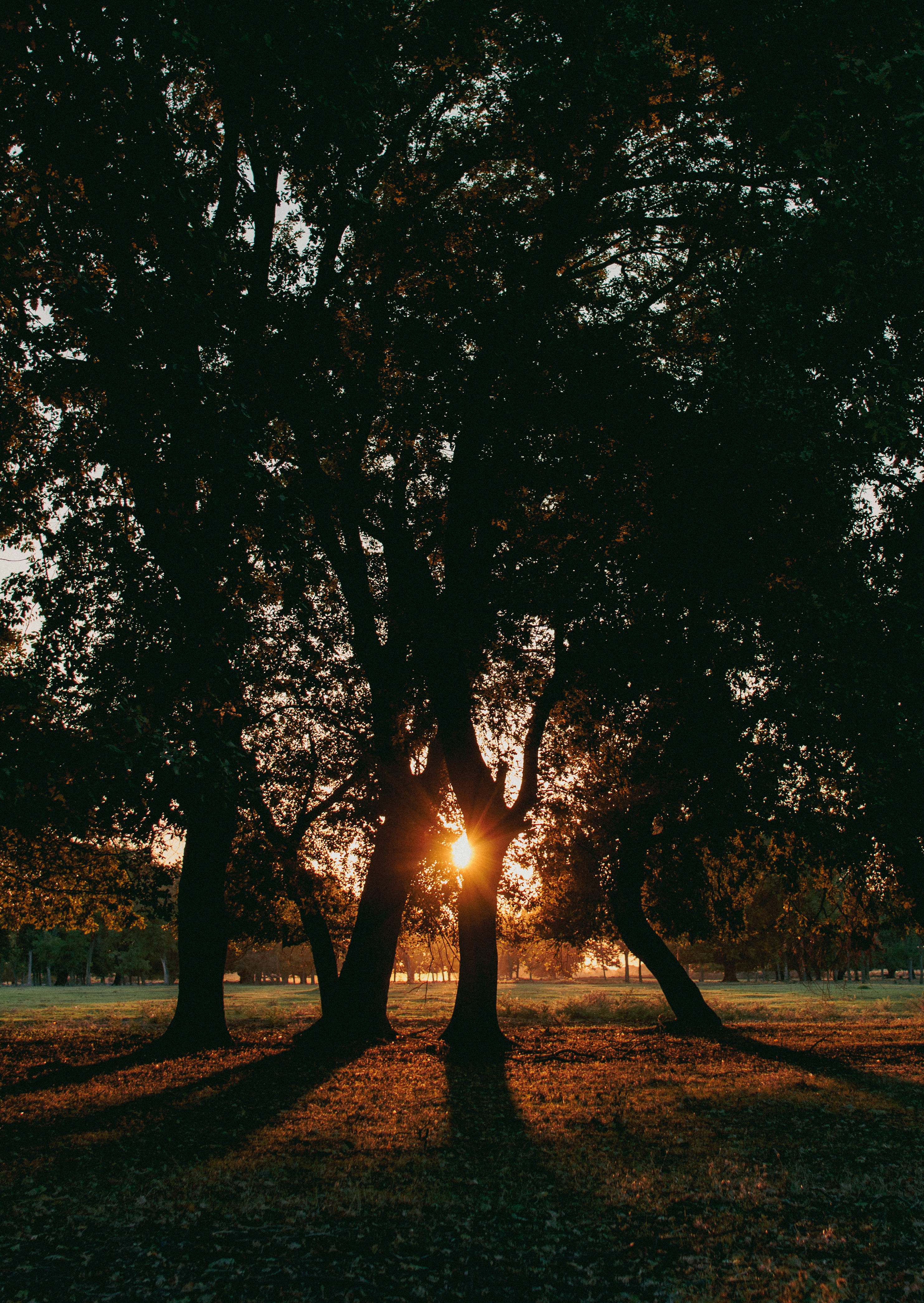 The sun is shining through the trees in the park
