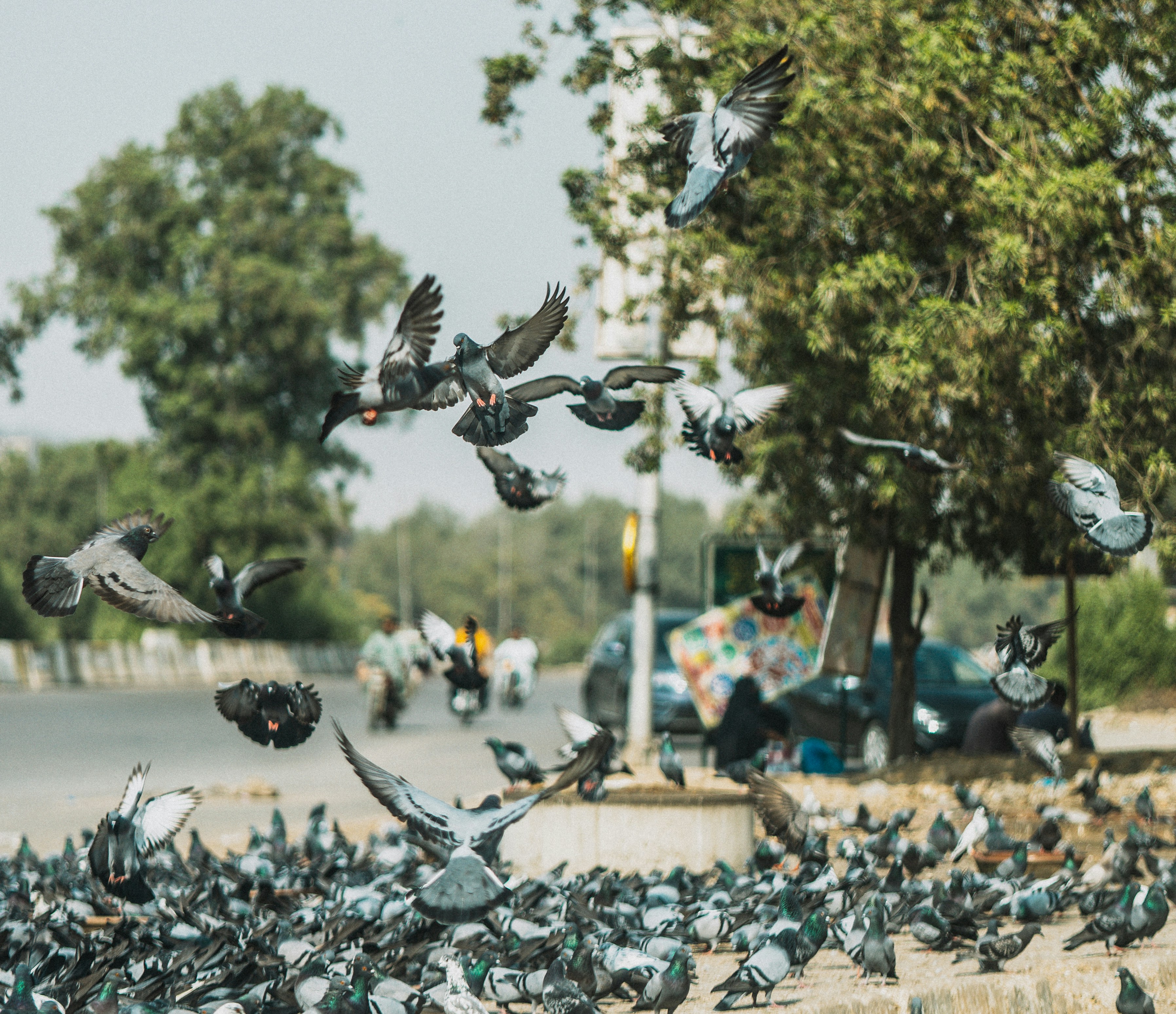 Human Impact on Migration Timing (image credits: unsplash)