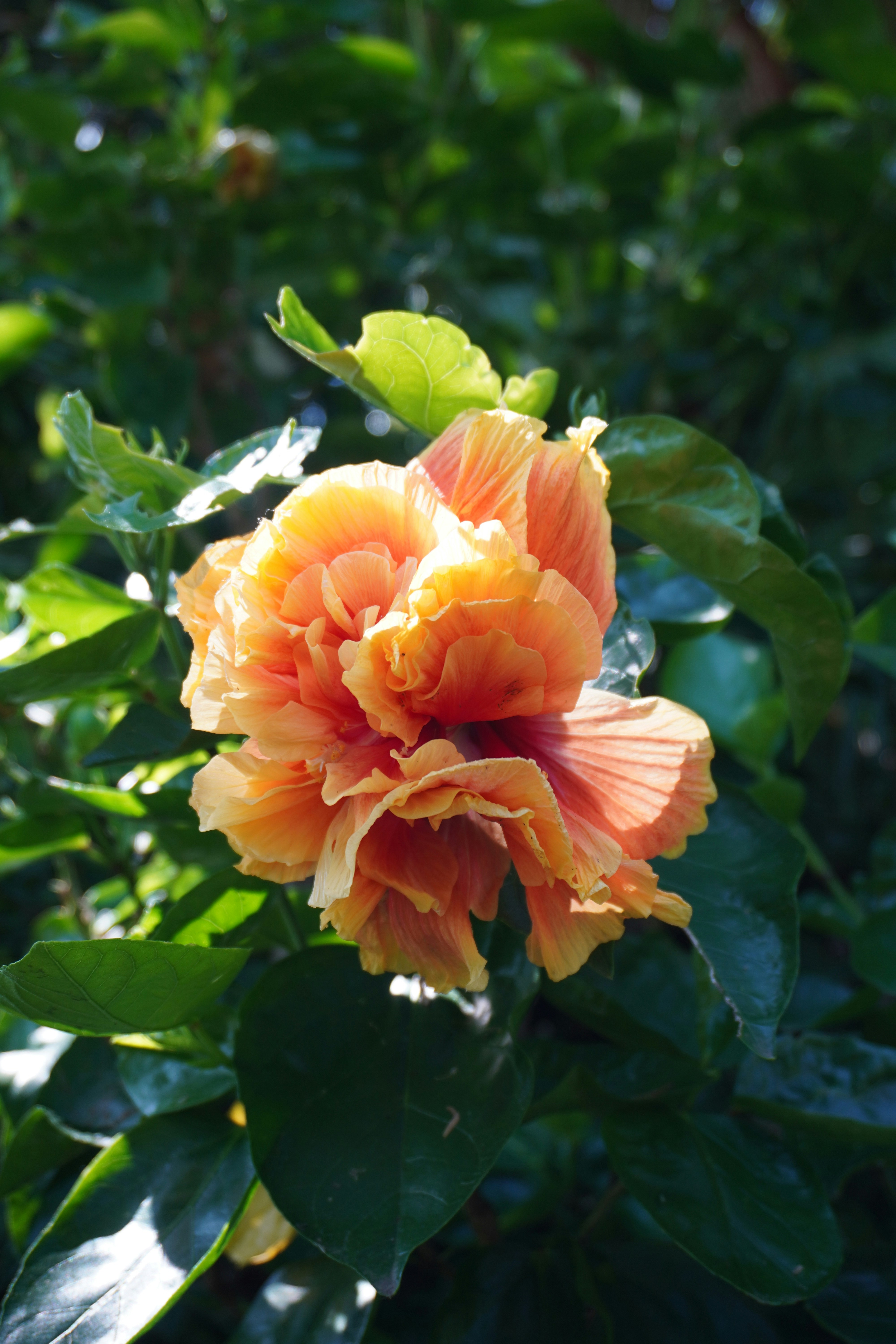 Photo by cherrymacherie