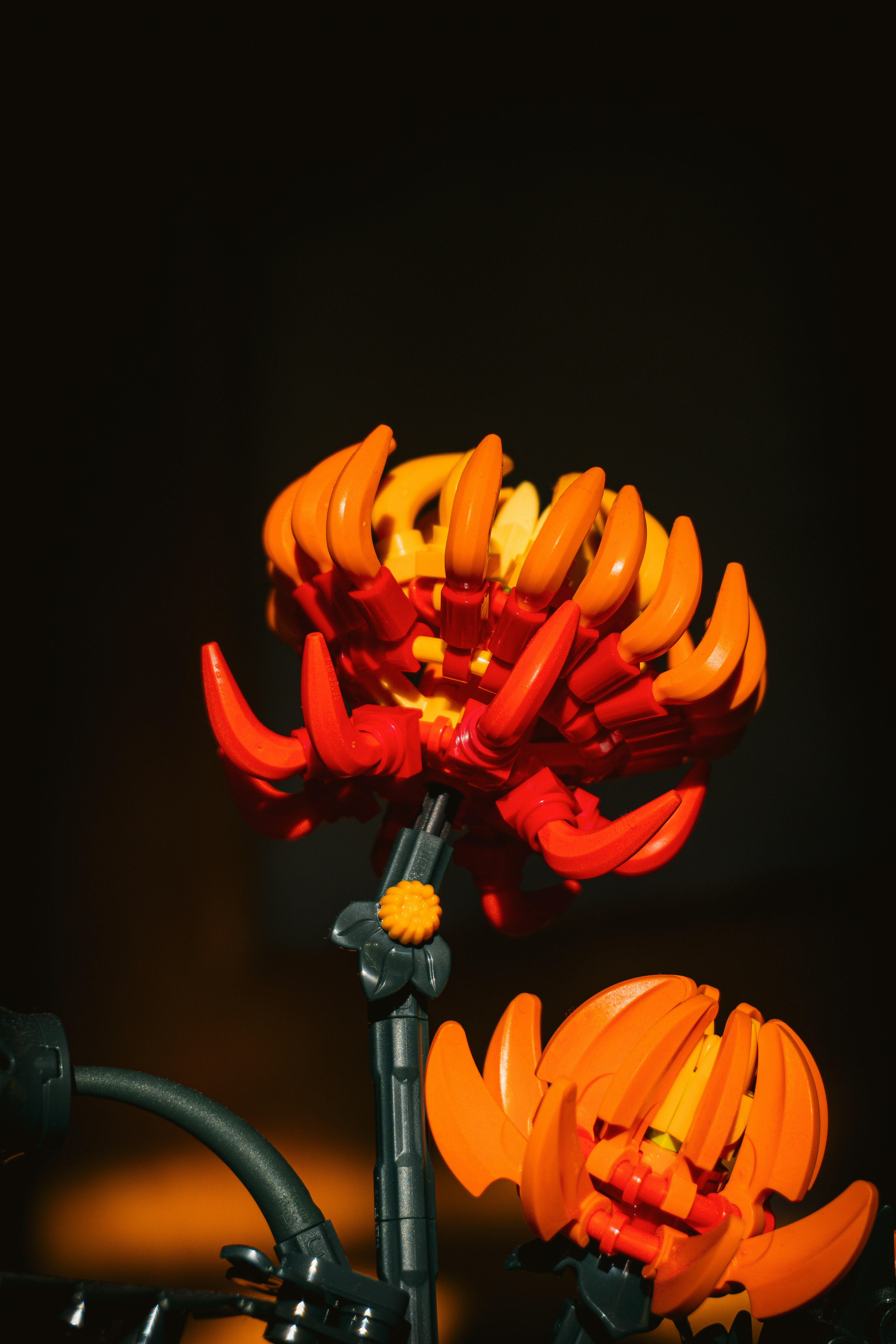 Un primer plano de una flor con un fondo negro