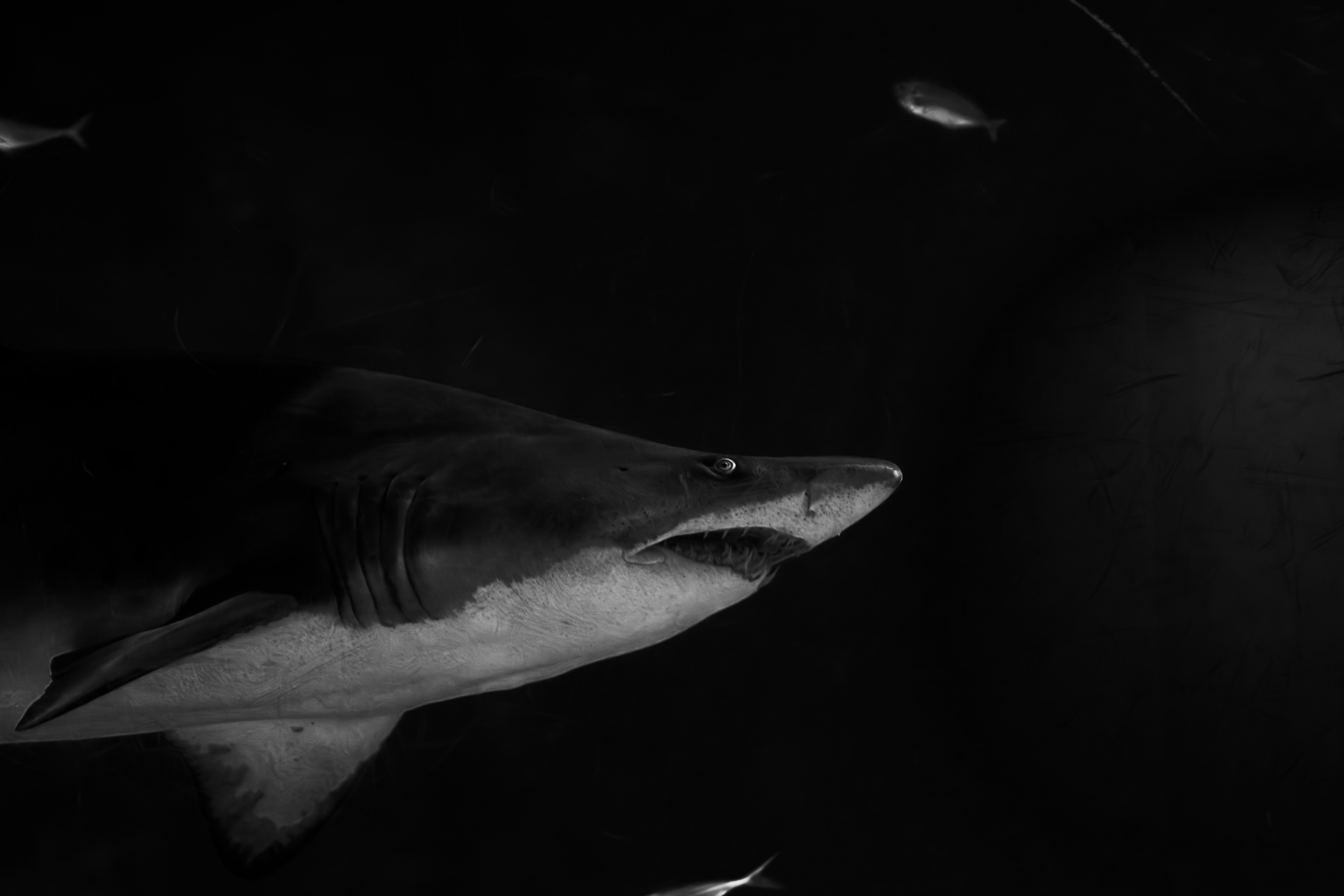 A black and white photo of a shark in the water