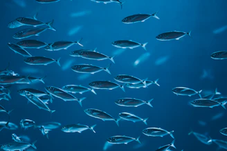 A school of fish swimming in the ocean