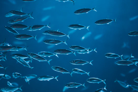 A school of fish swimming in the ocean