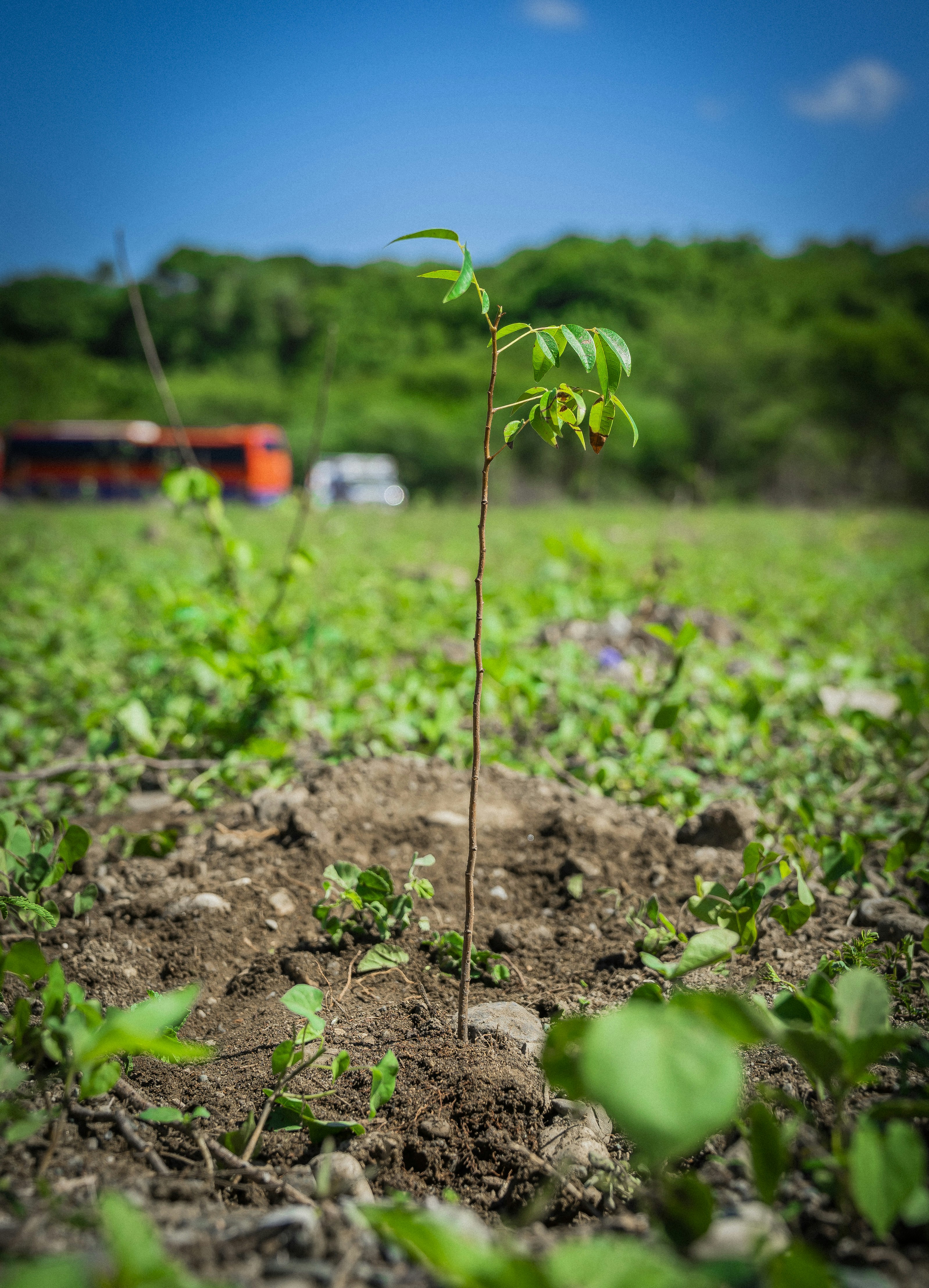 A small tree growing in the middle of a field photo – Free Flower Image ...